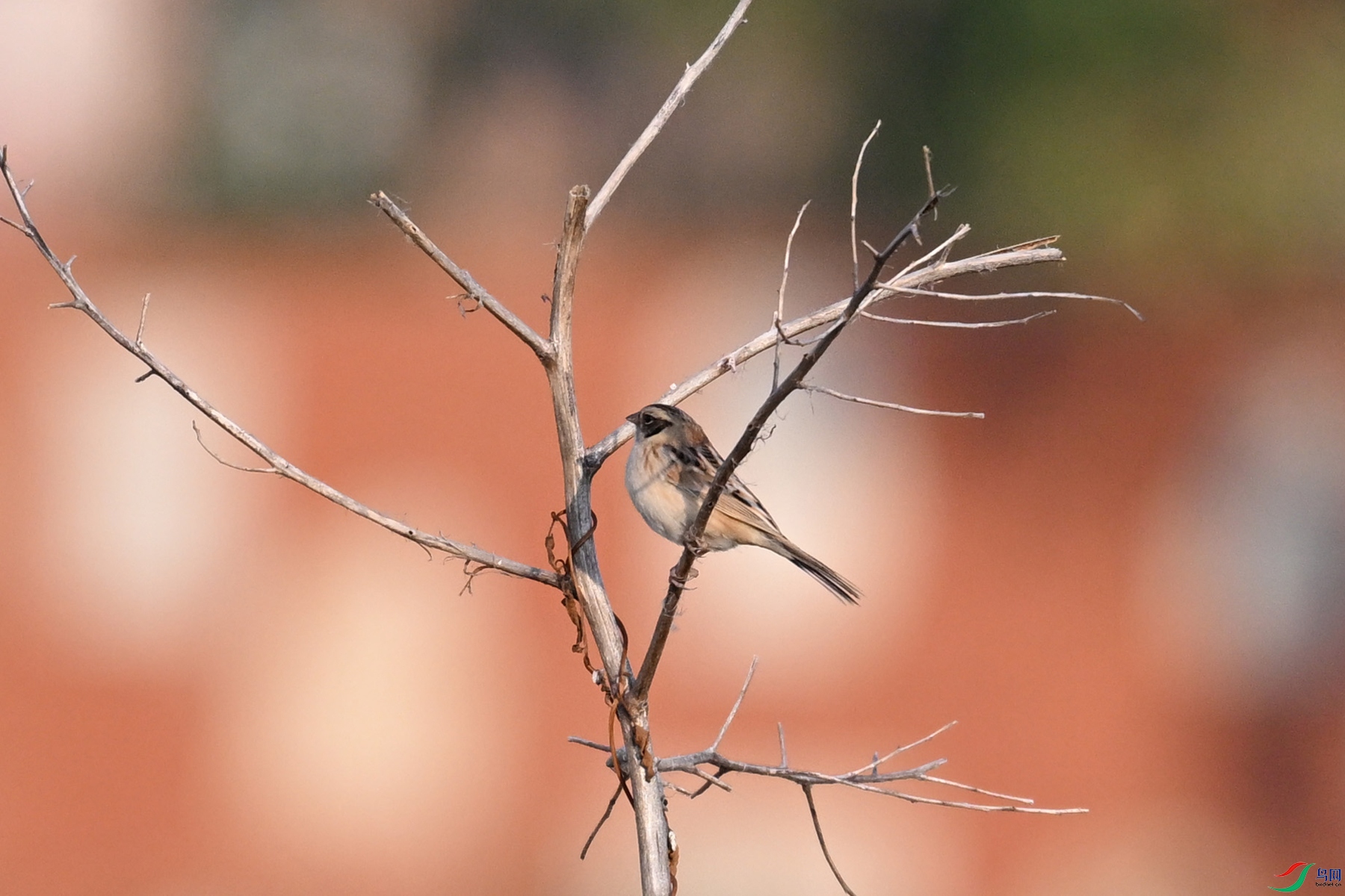 DSC_8267.JPG
