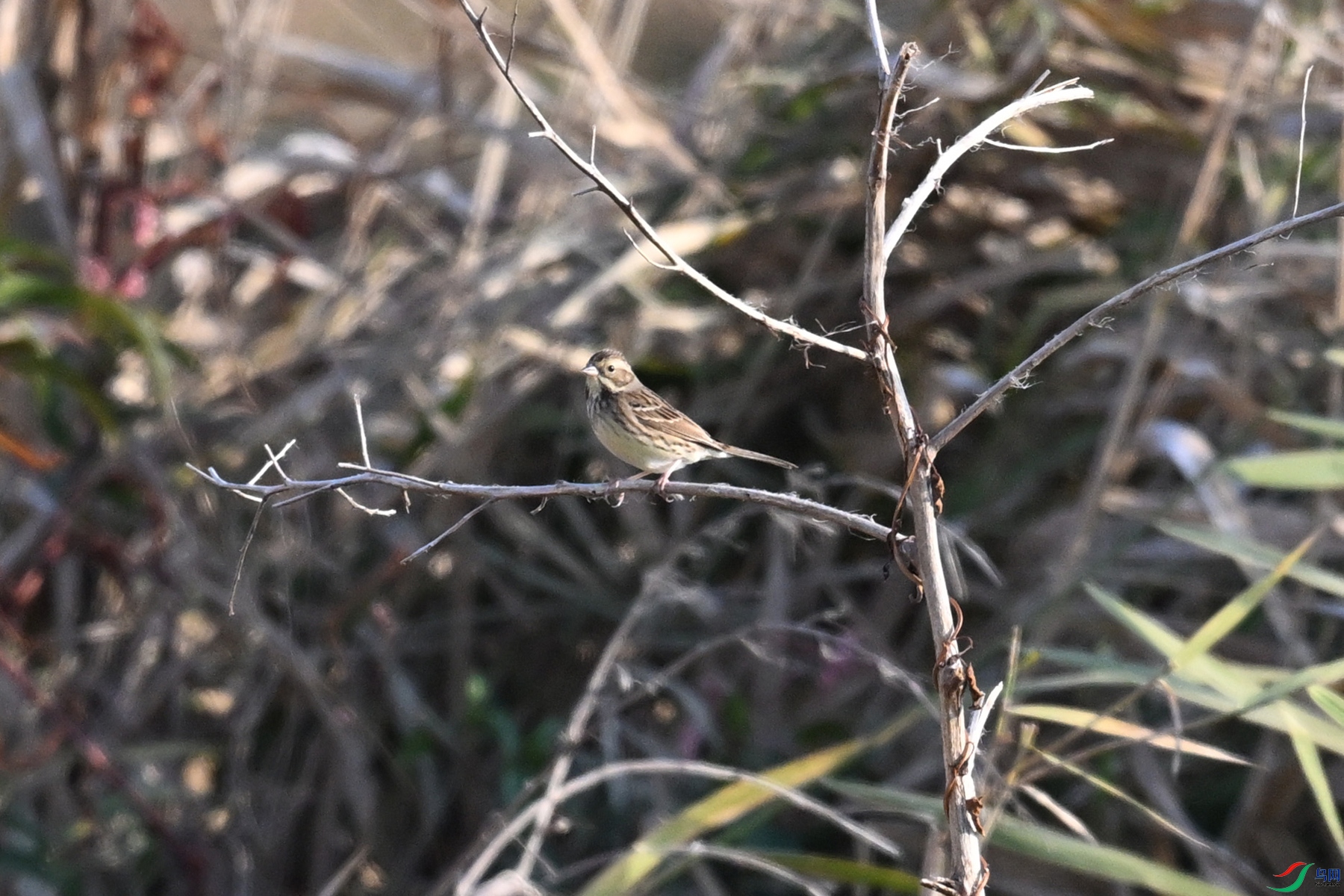 DSC_8261.JPG
