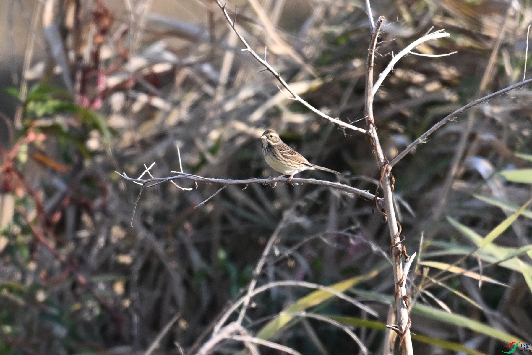 DSC_8262.JPG