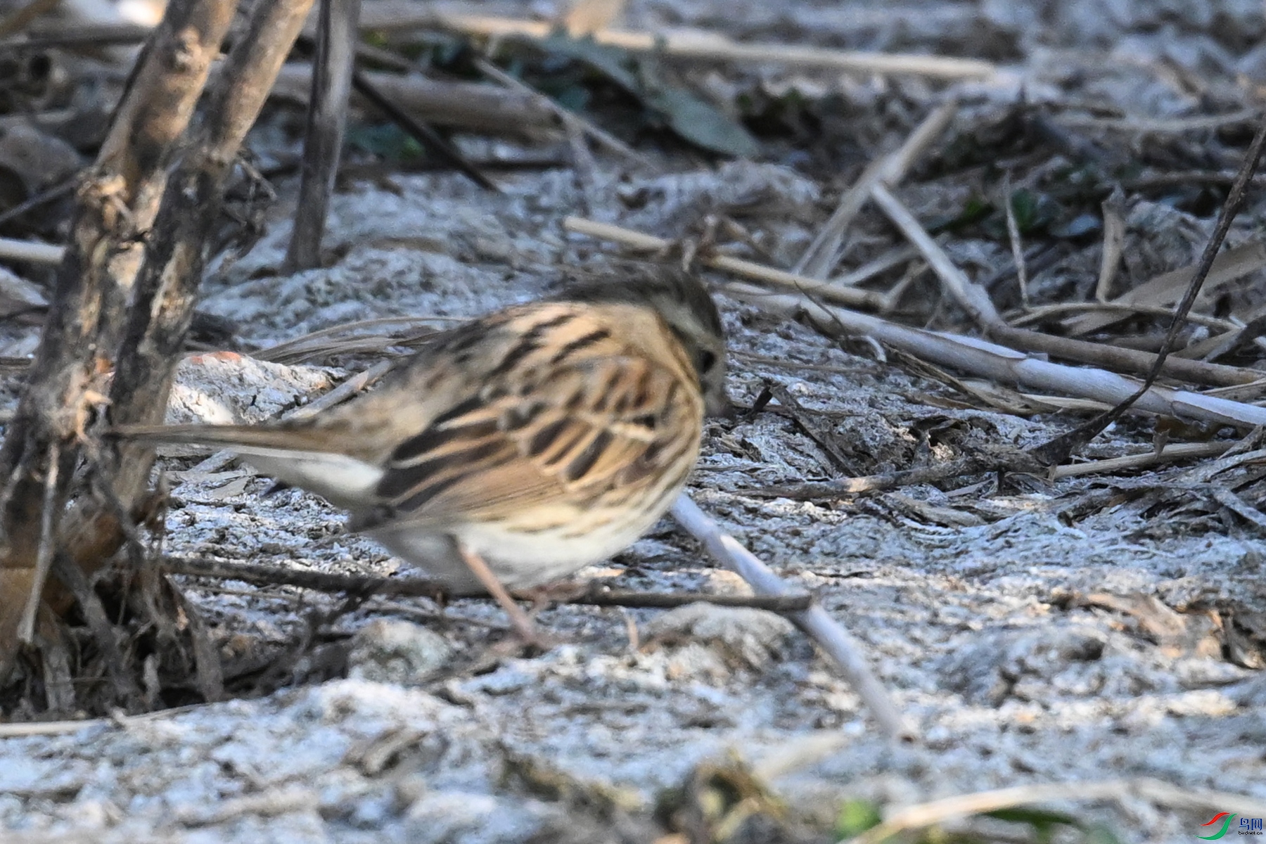 DSC_8266.JPG