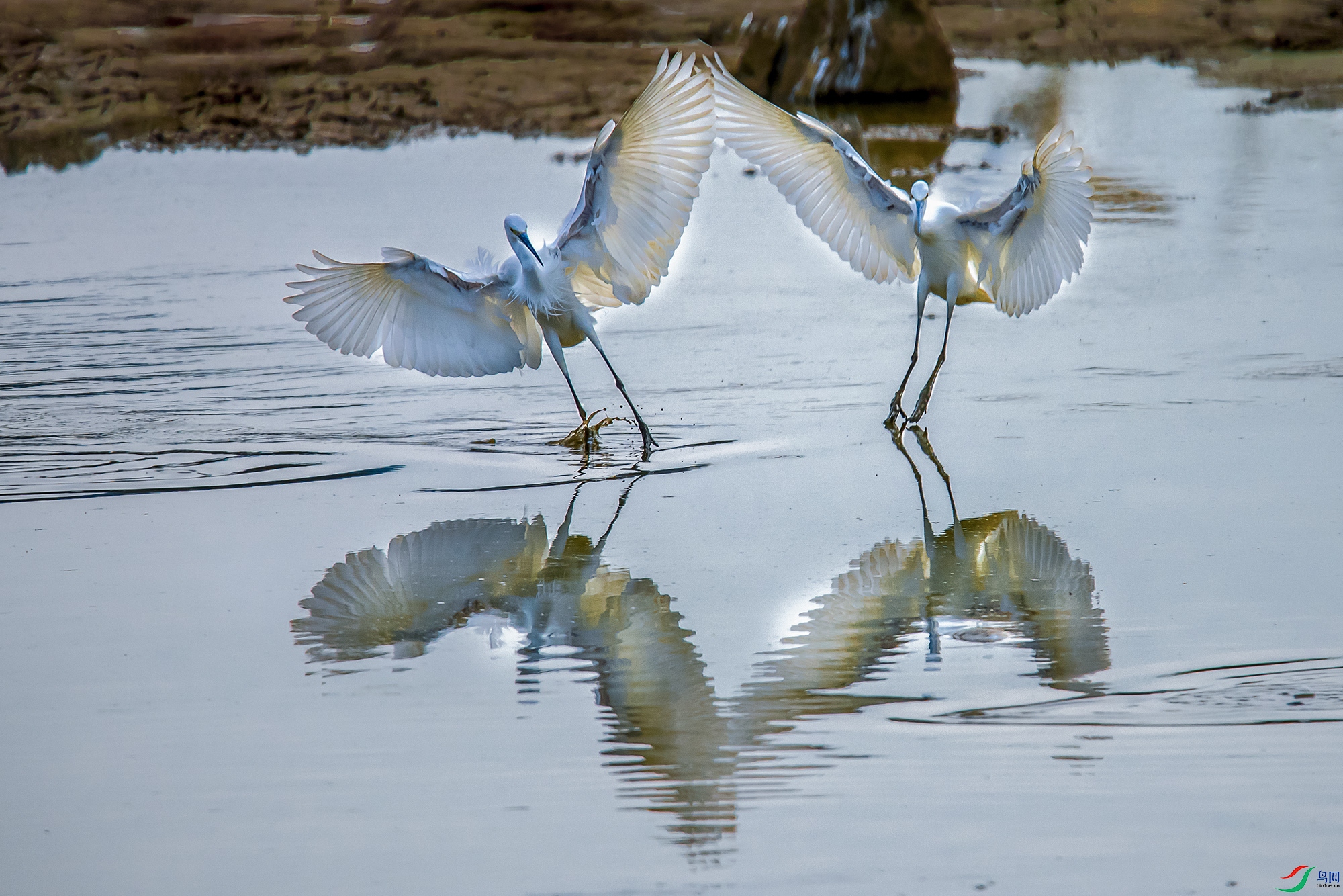 DSC_4460aa.jpg