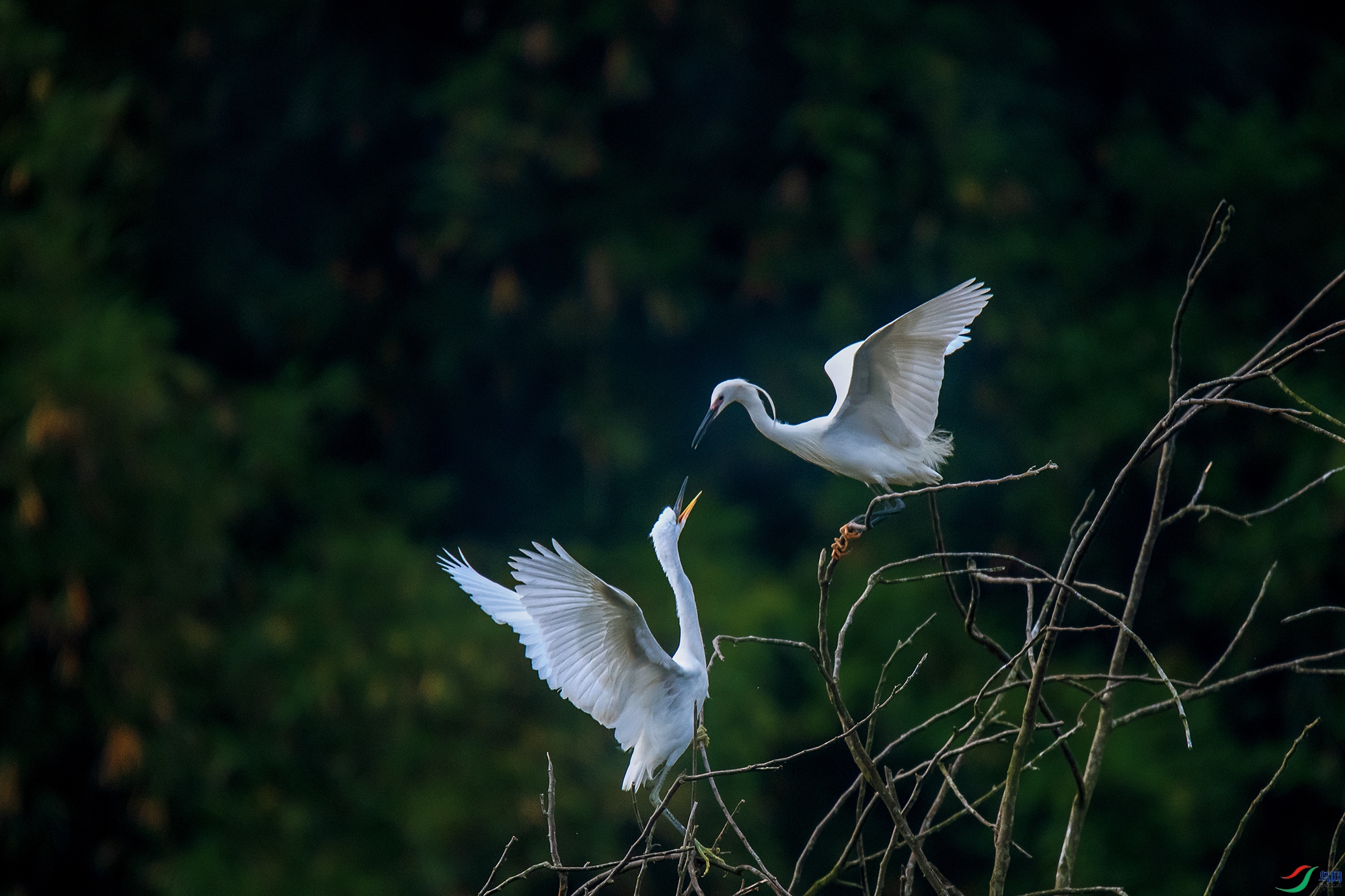 DSC_4274a.jpg