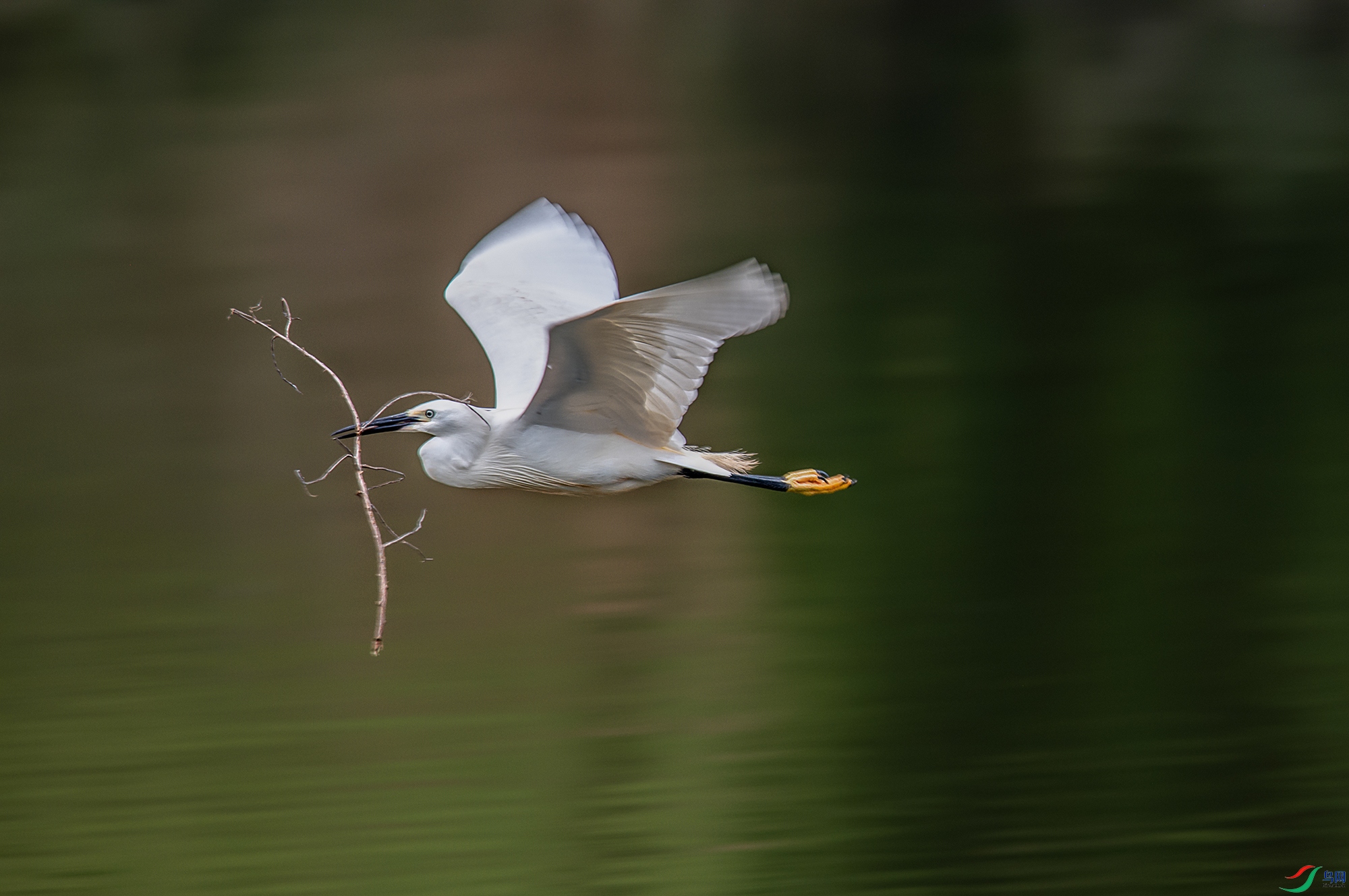 DSC_4520aa.jpg