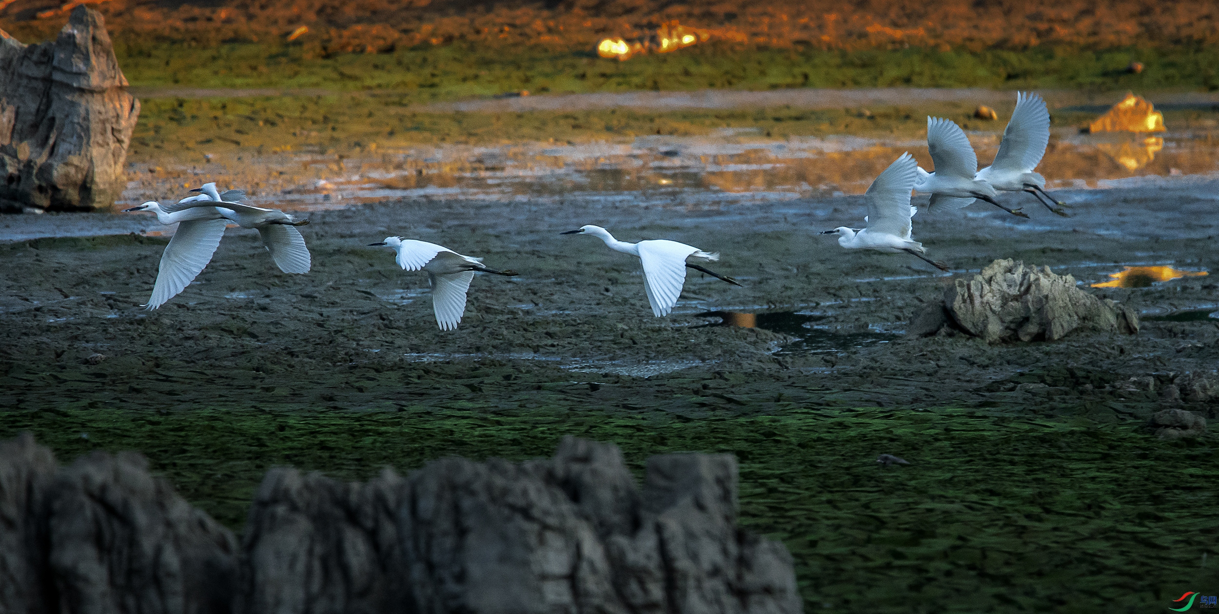 DSC_2613a.jpg