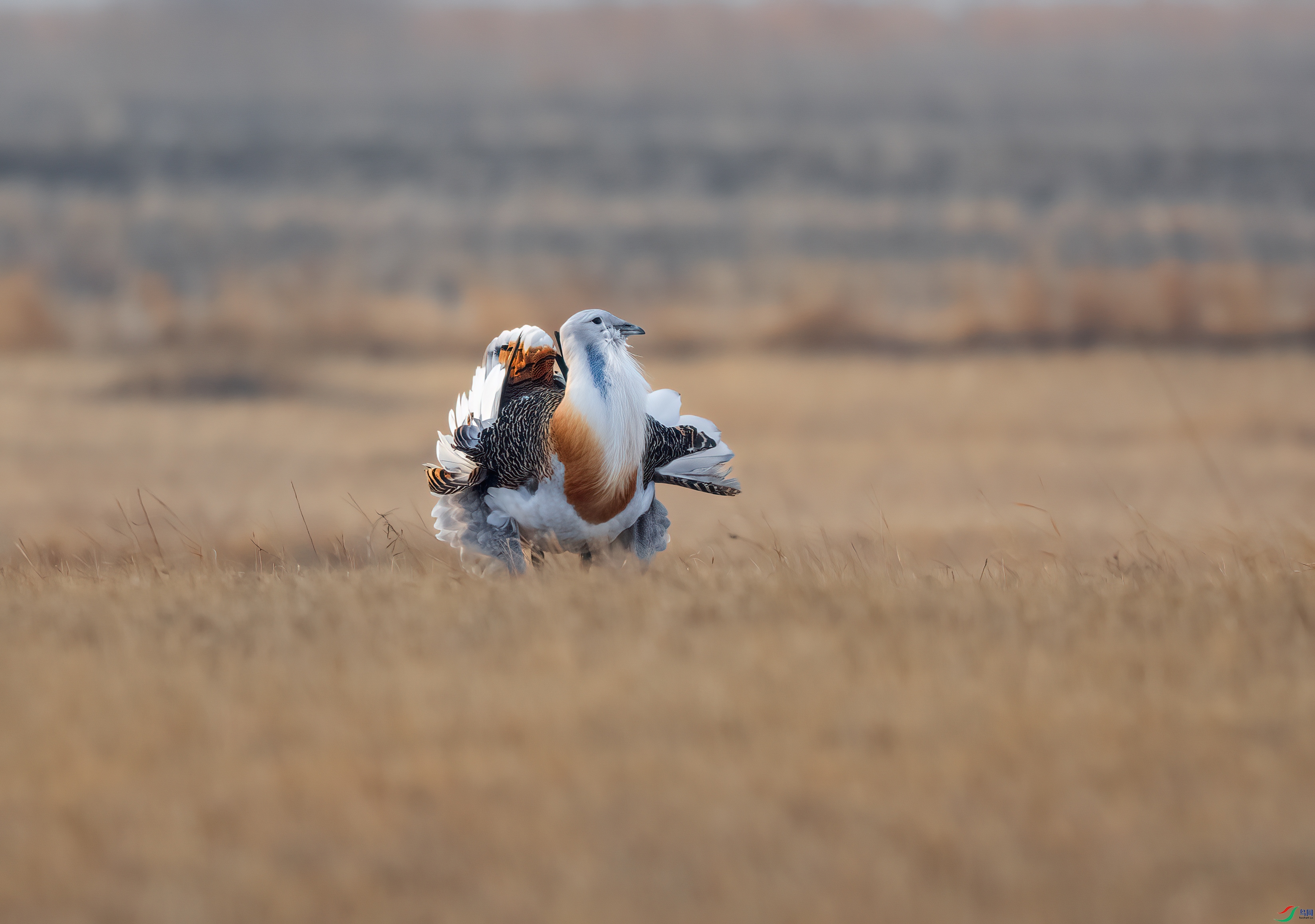 DSC_6624-1.jpg