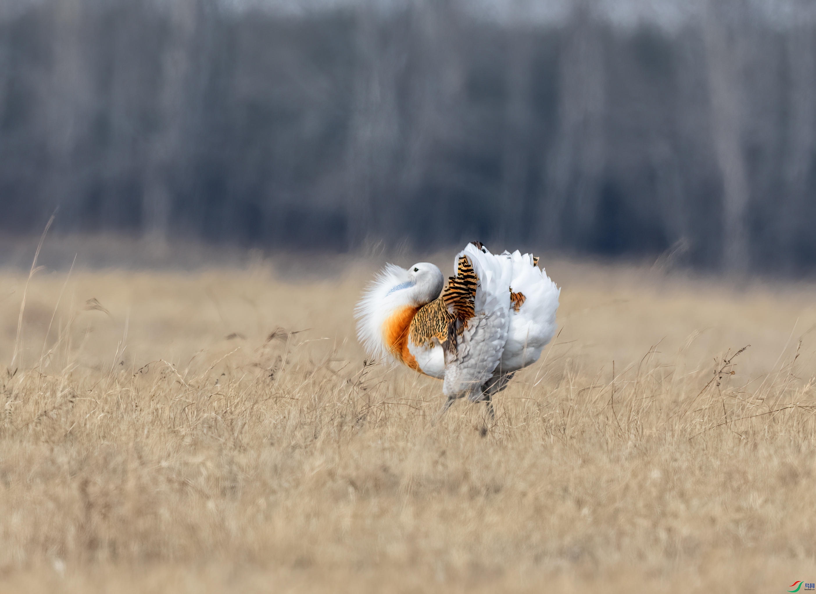 DSC_7076-1.jpg