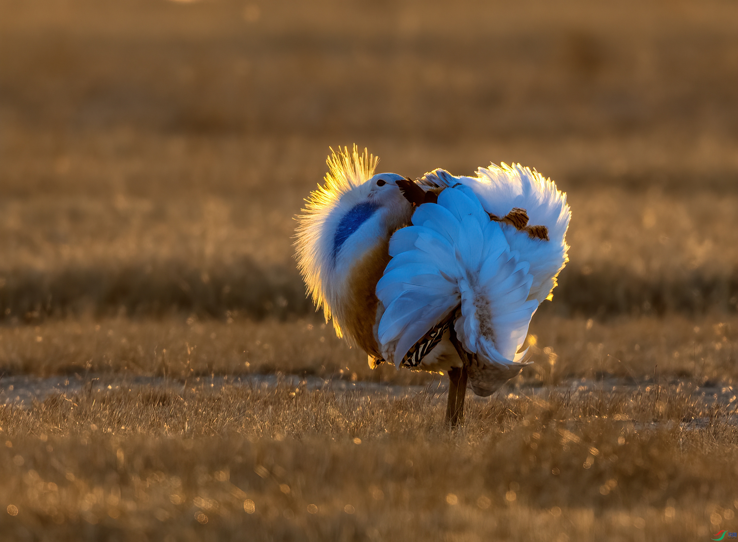 DSC_7412-1.jpg