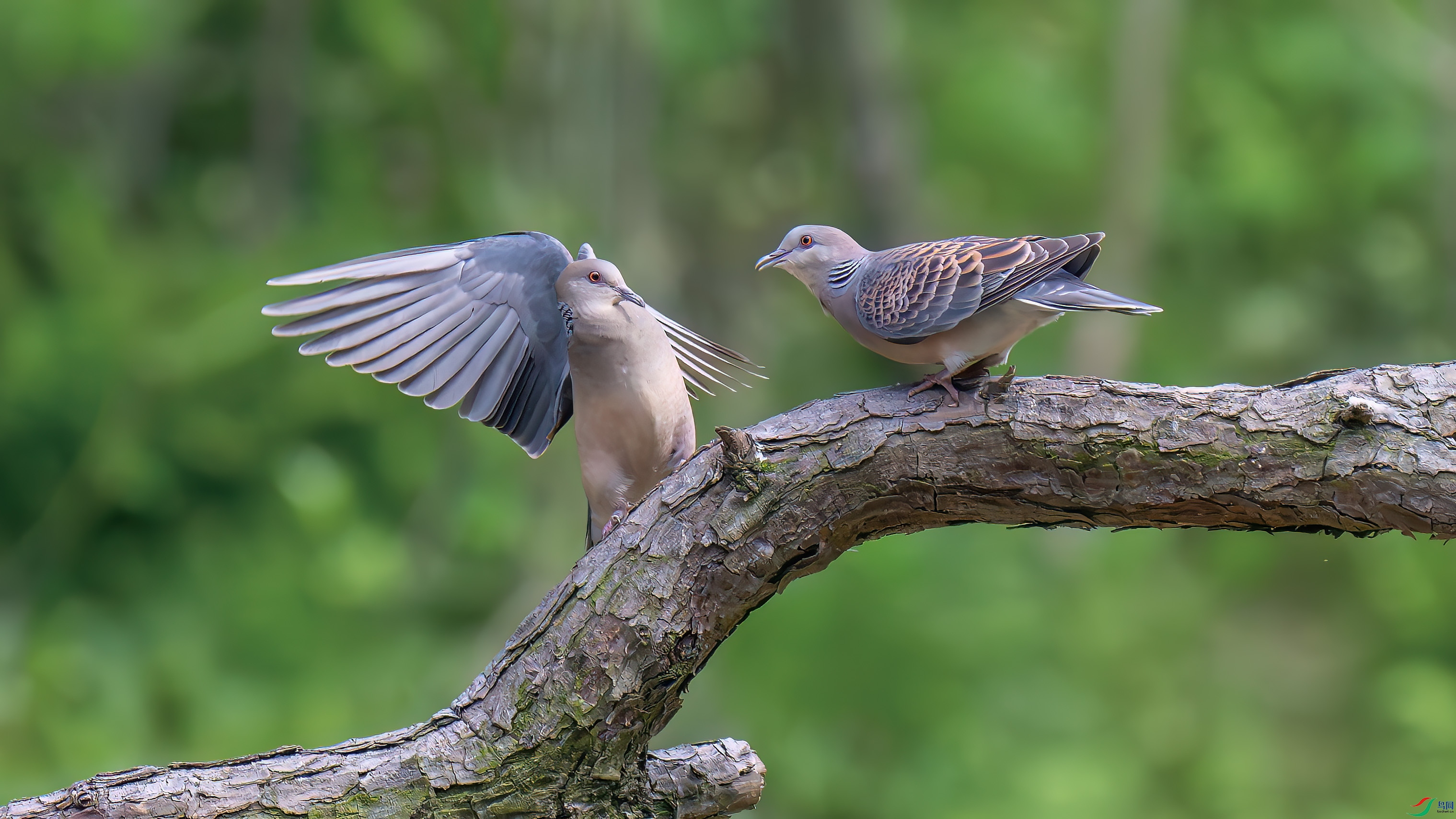 DSC_7062.jpg