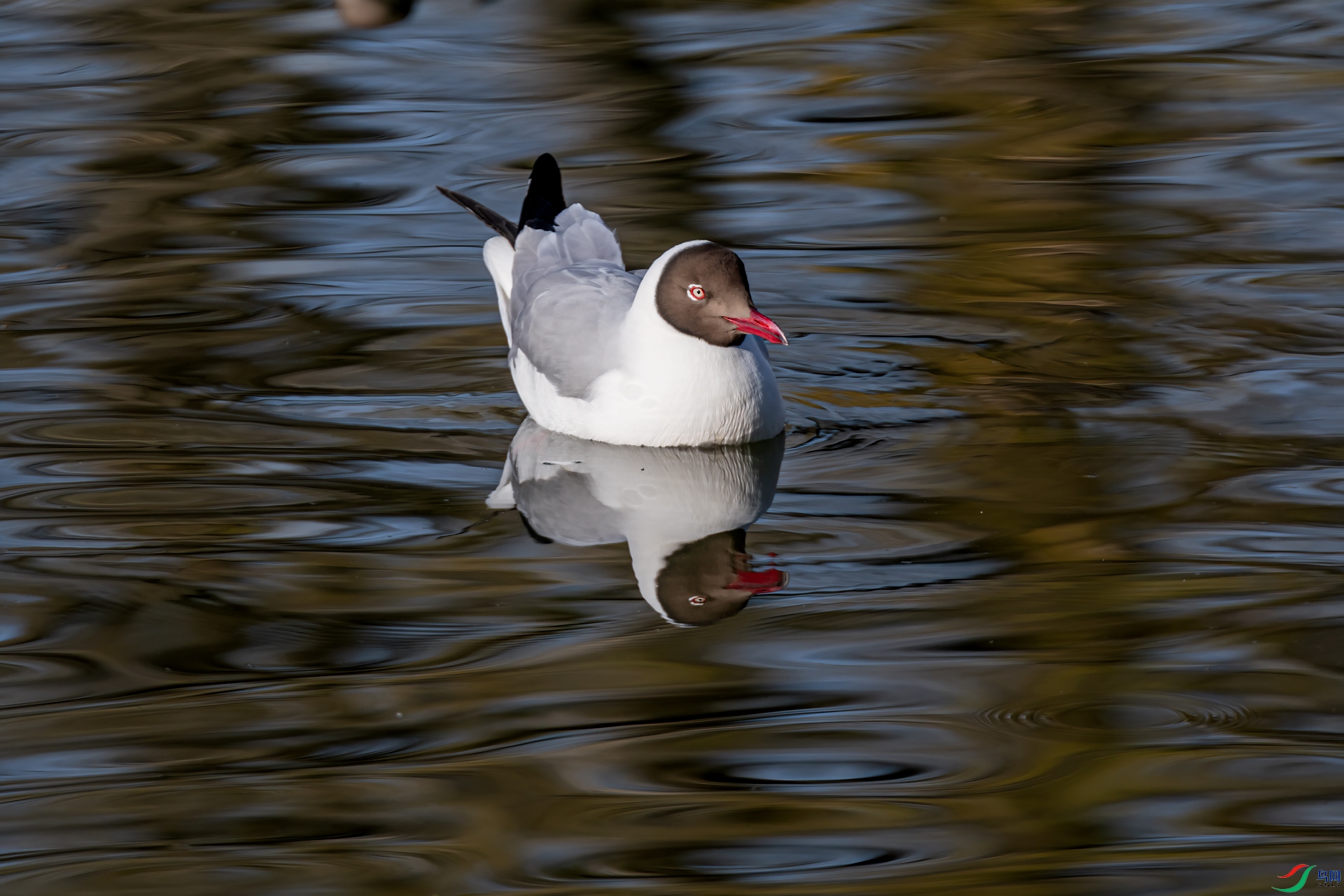 DSC_2098-11.jpg