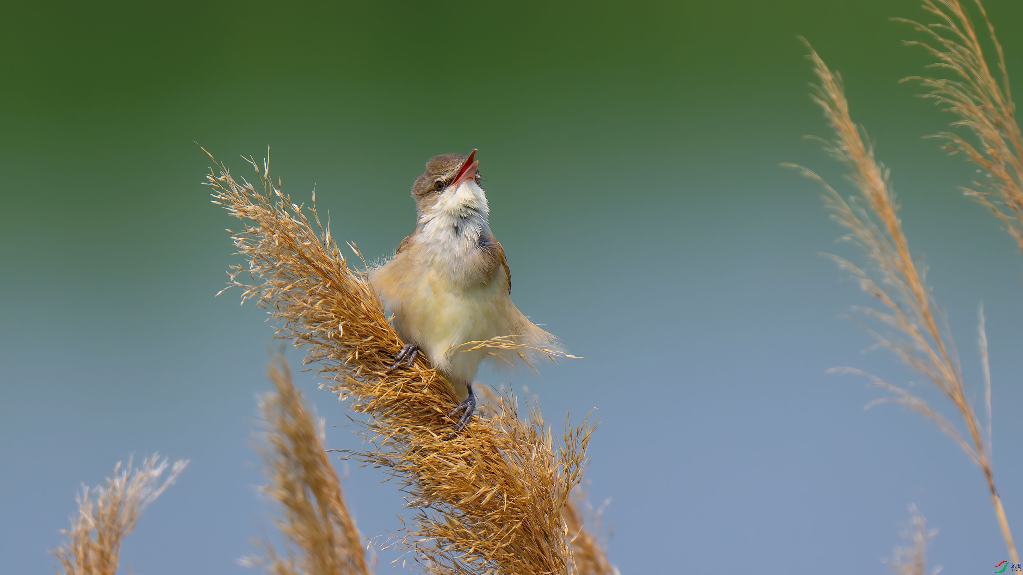 DSC_5785-����ǿ-NR.jpg