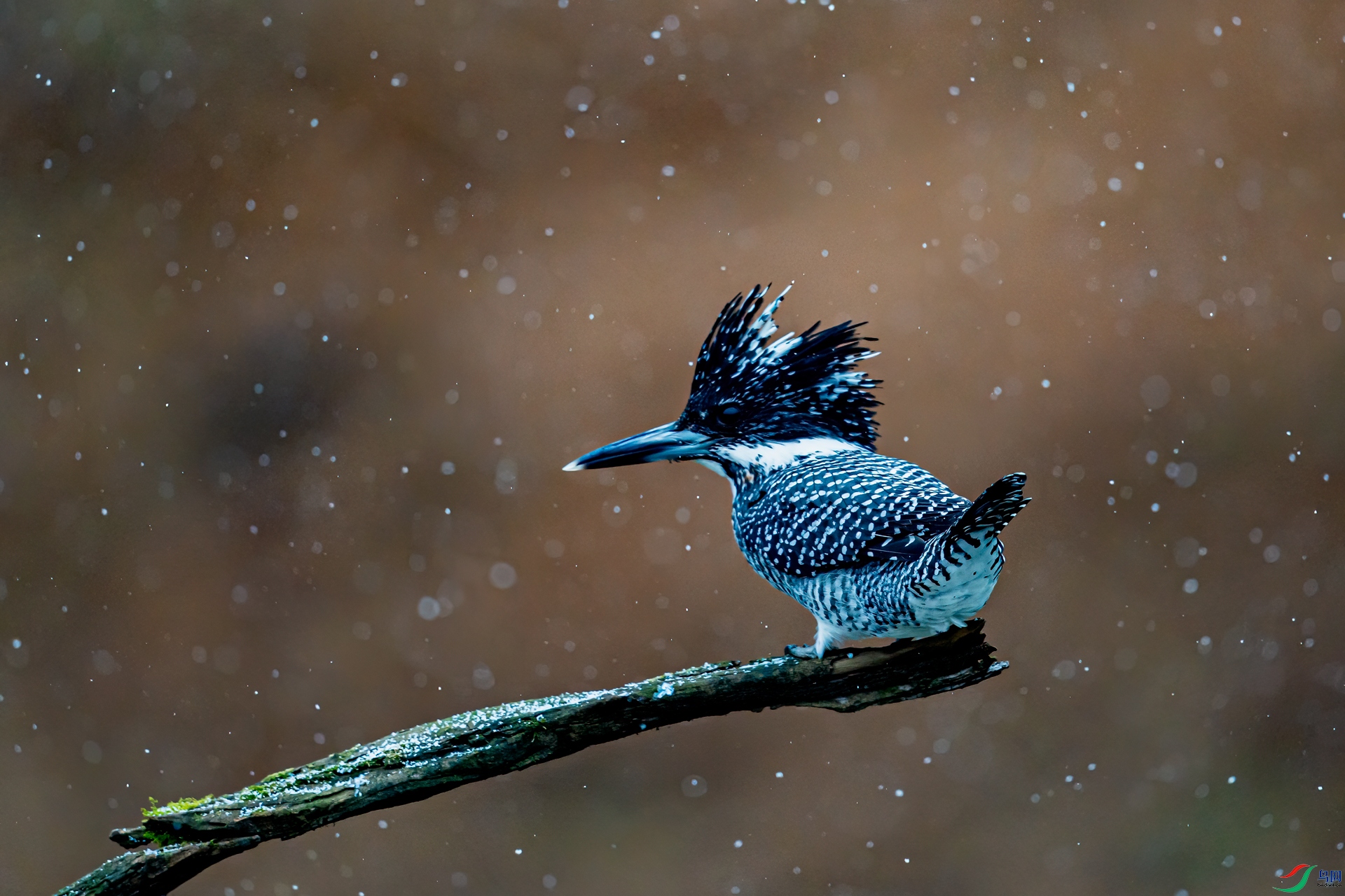 DSC_4171-11.jpg