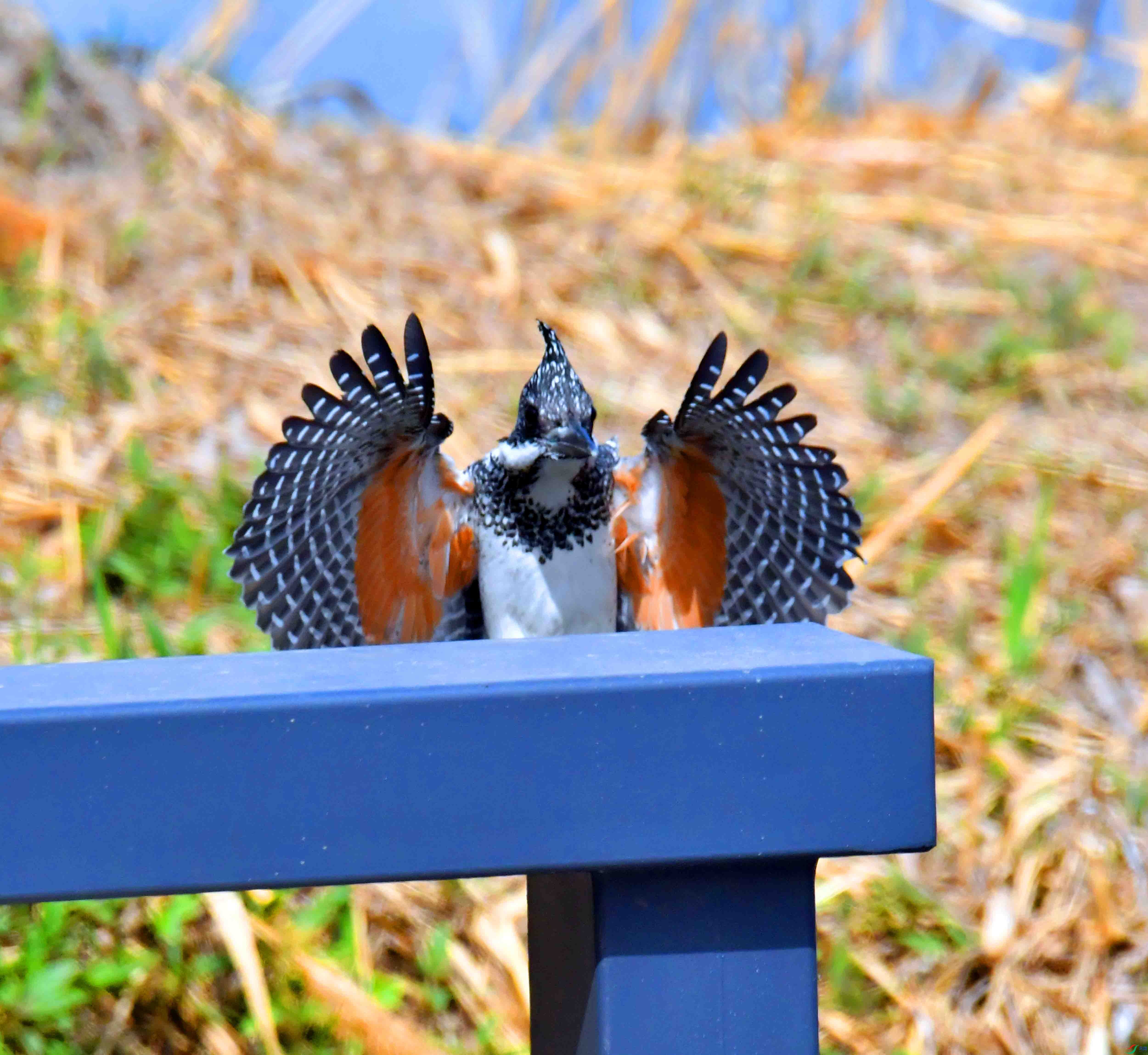 DSC_0020.JPG