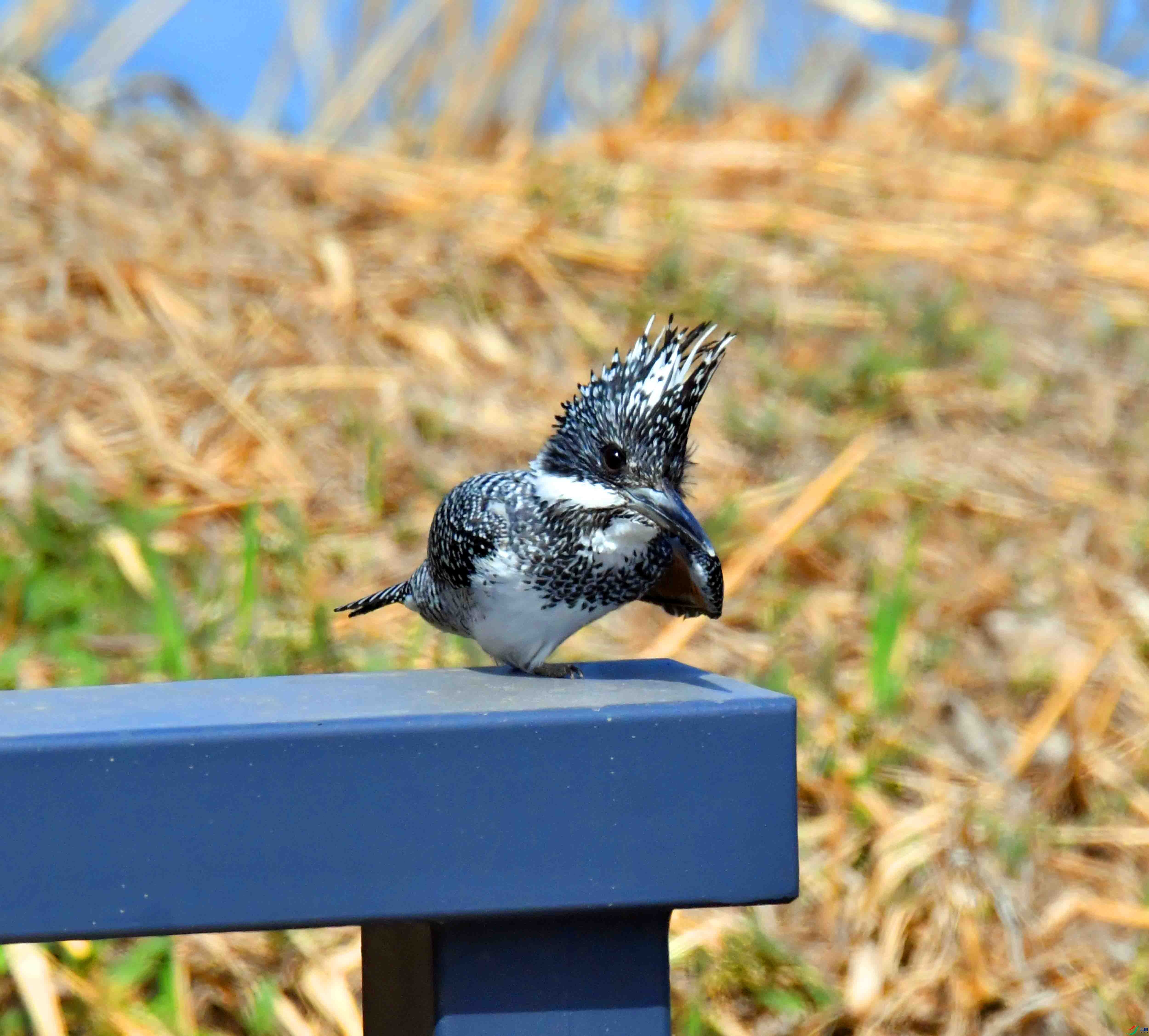 DSC_0030.JPG