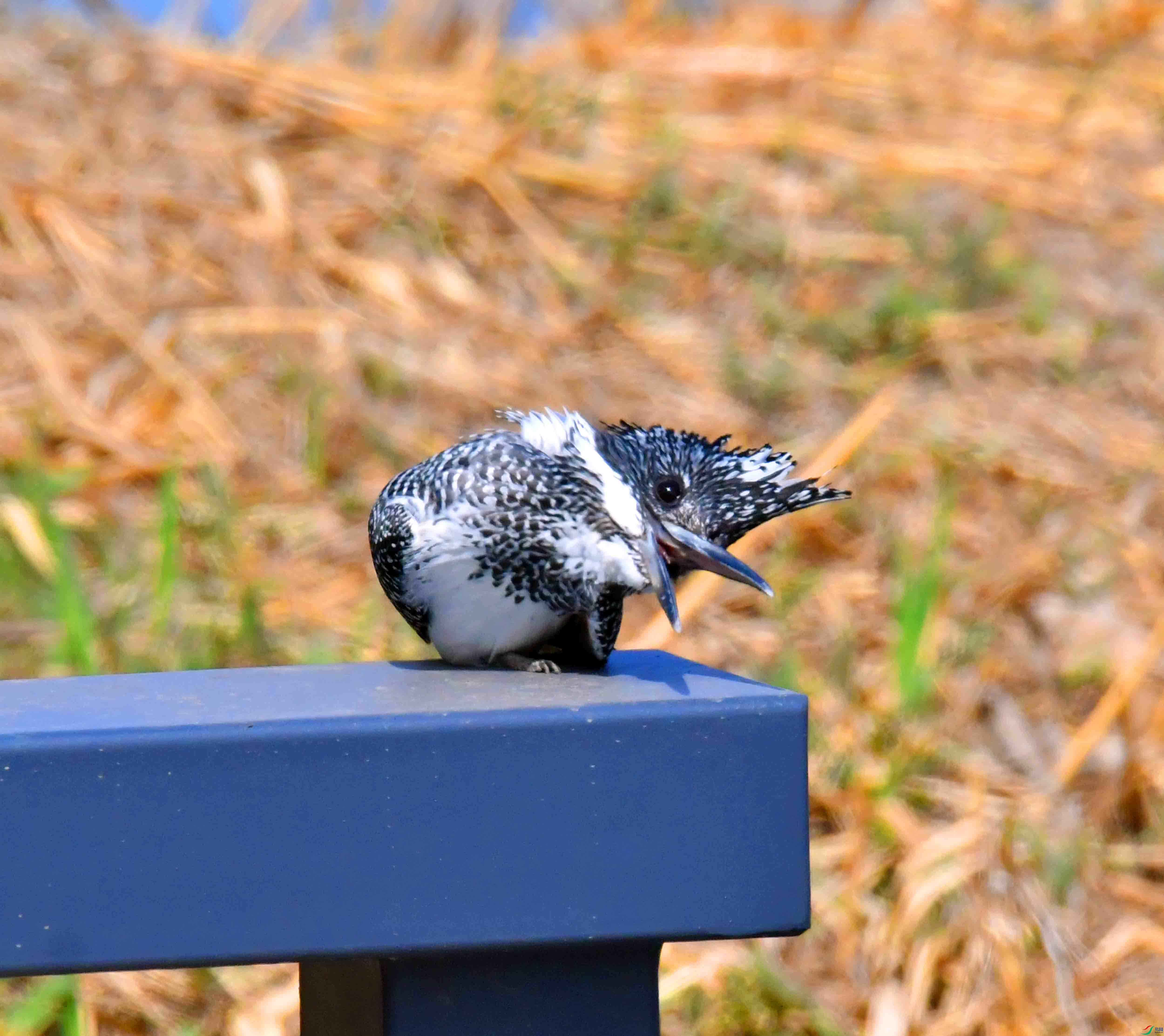 DSC_0028.JPG