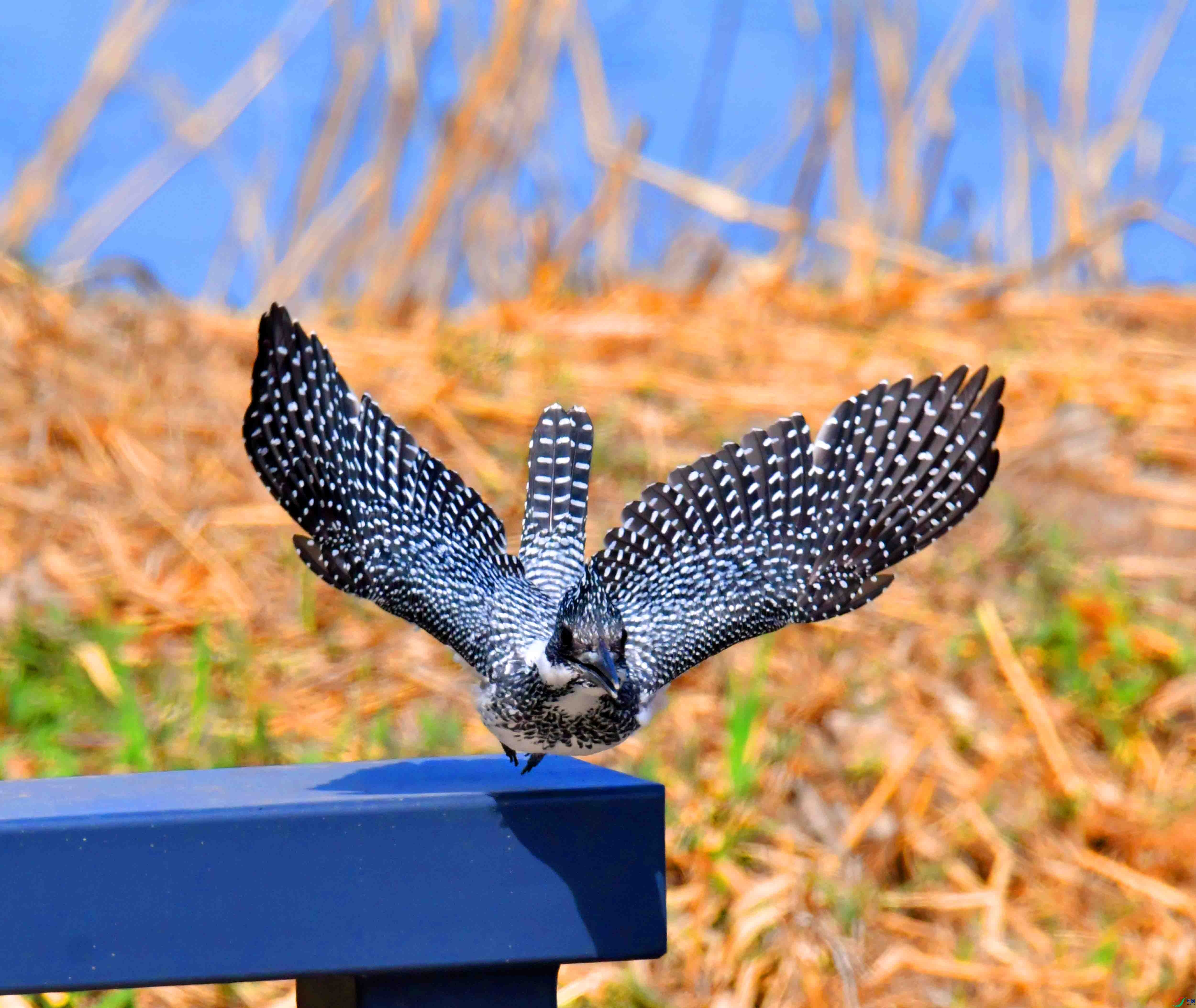 DSC_0034.JPG