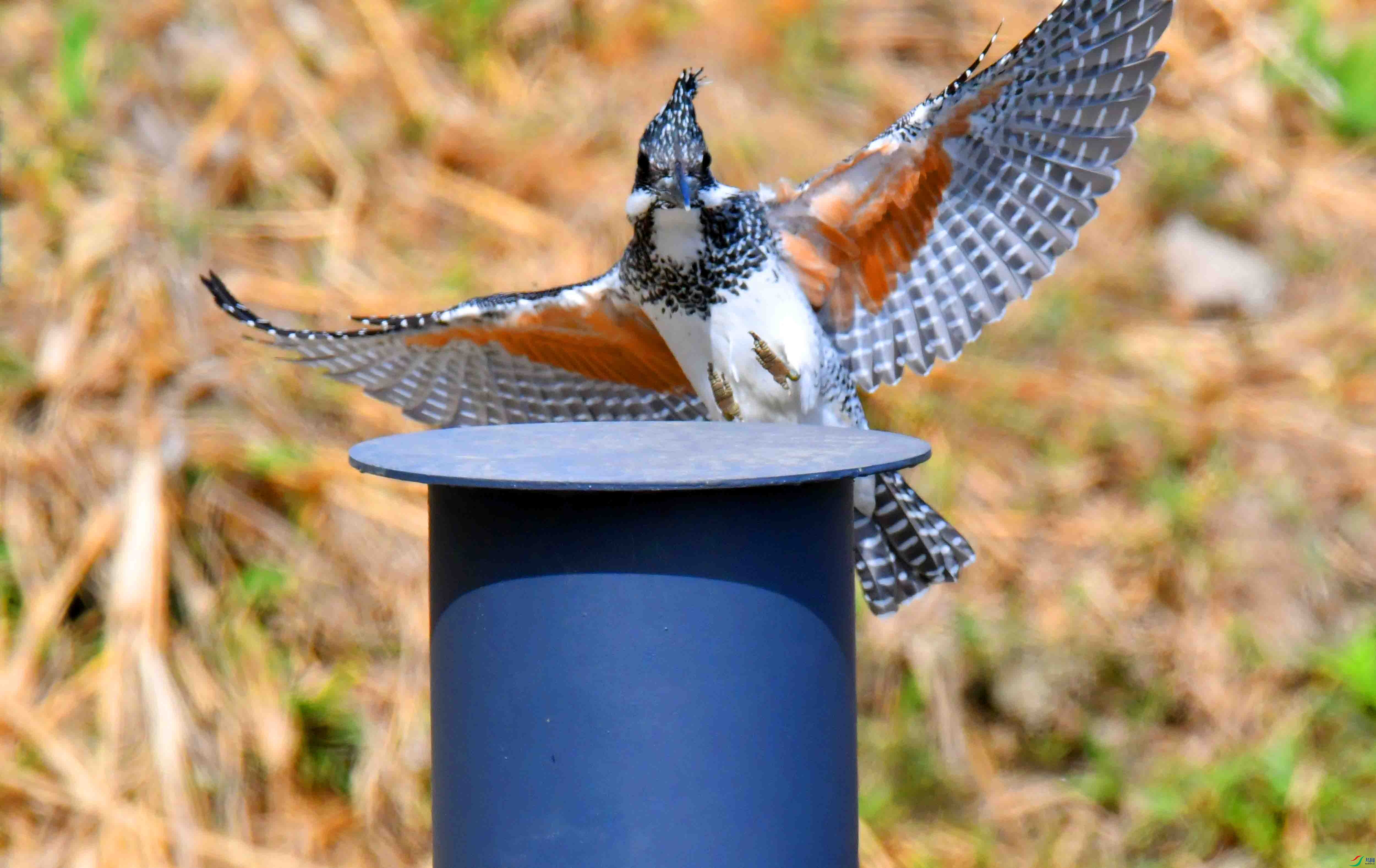 DSC_0035.JPG