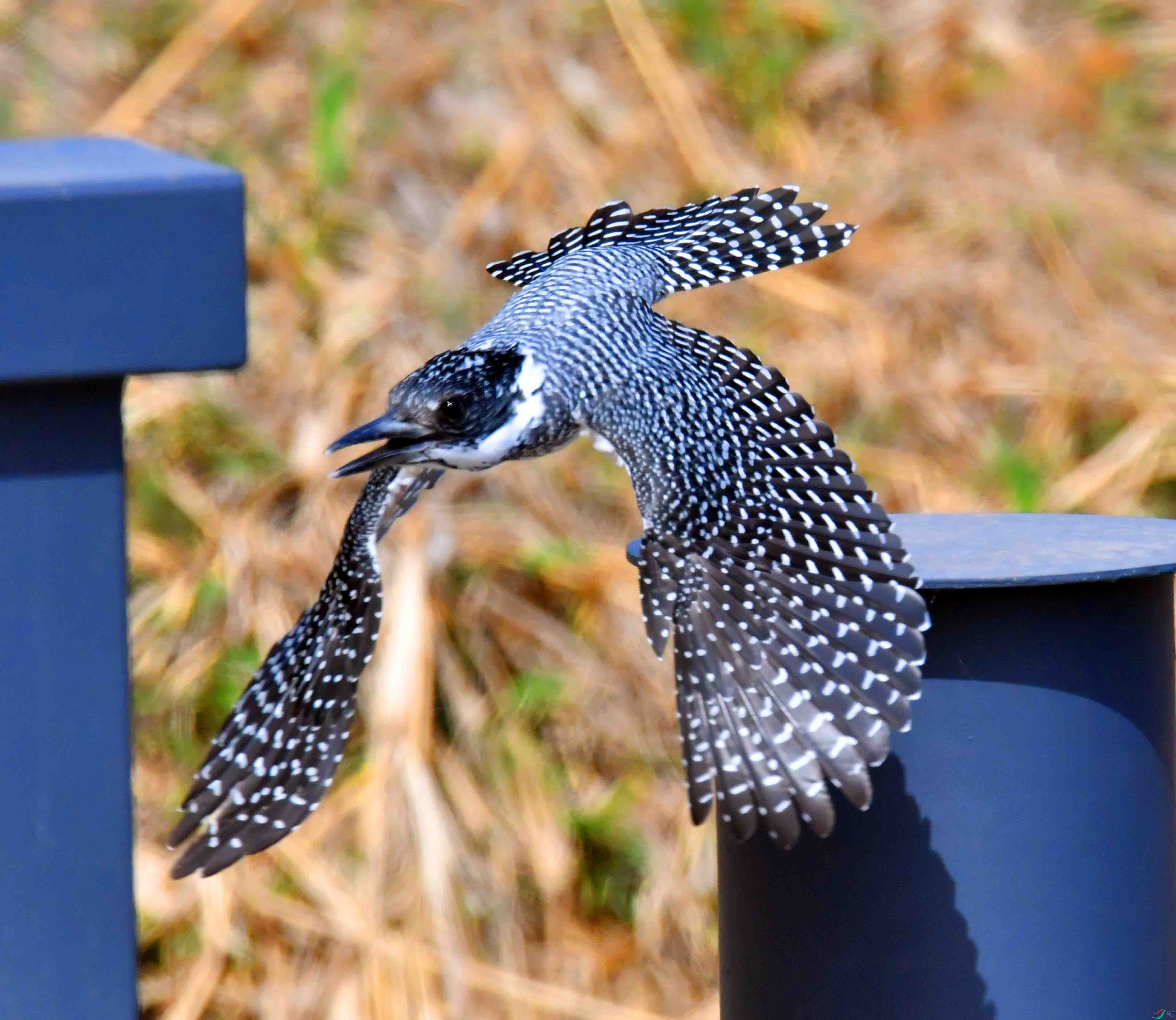 DSC_0045.JPG