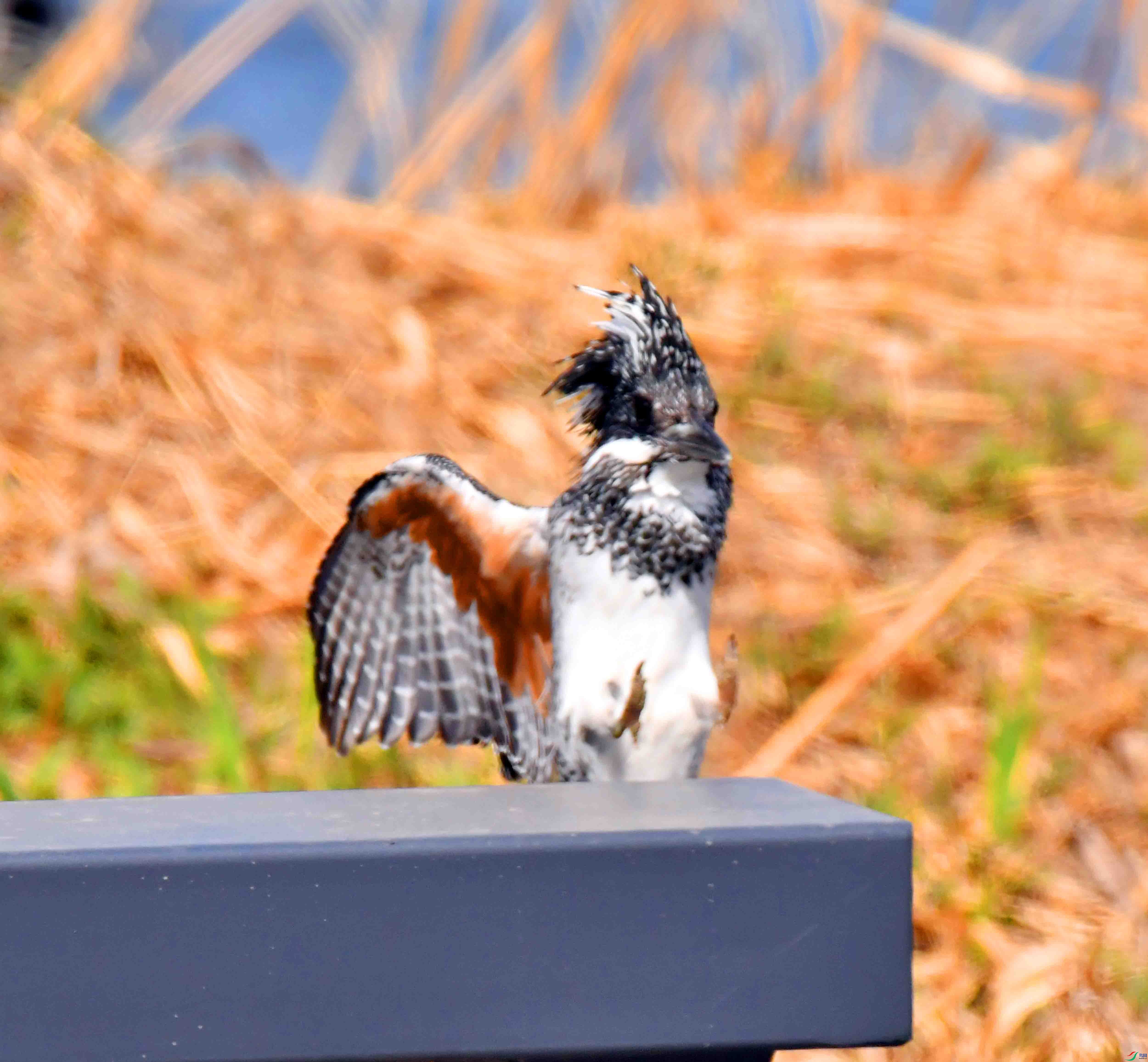 DSC_0058.JPG