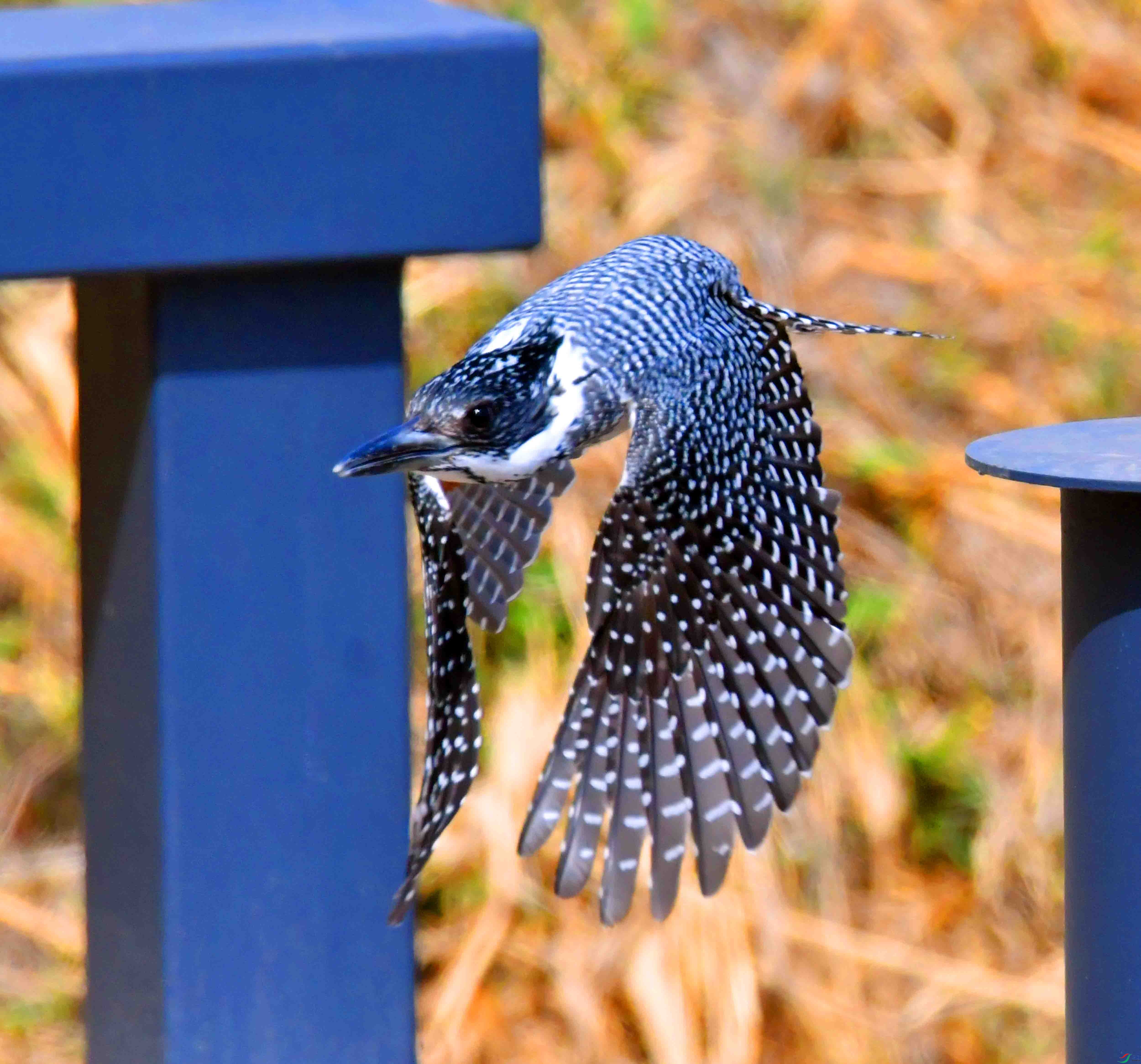 DSC_0046.JPG