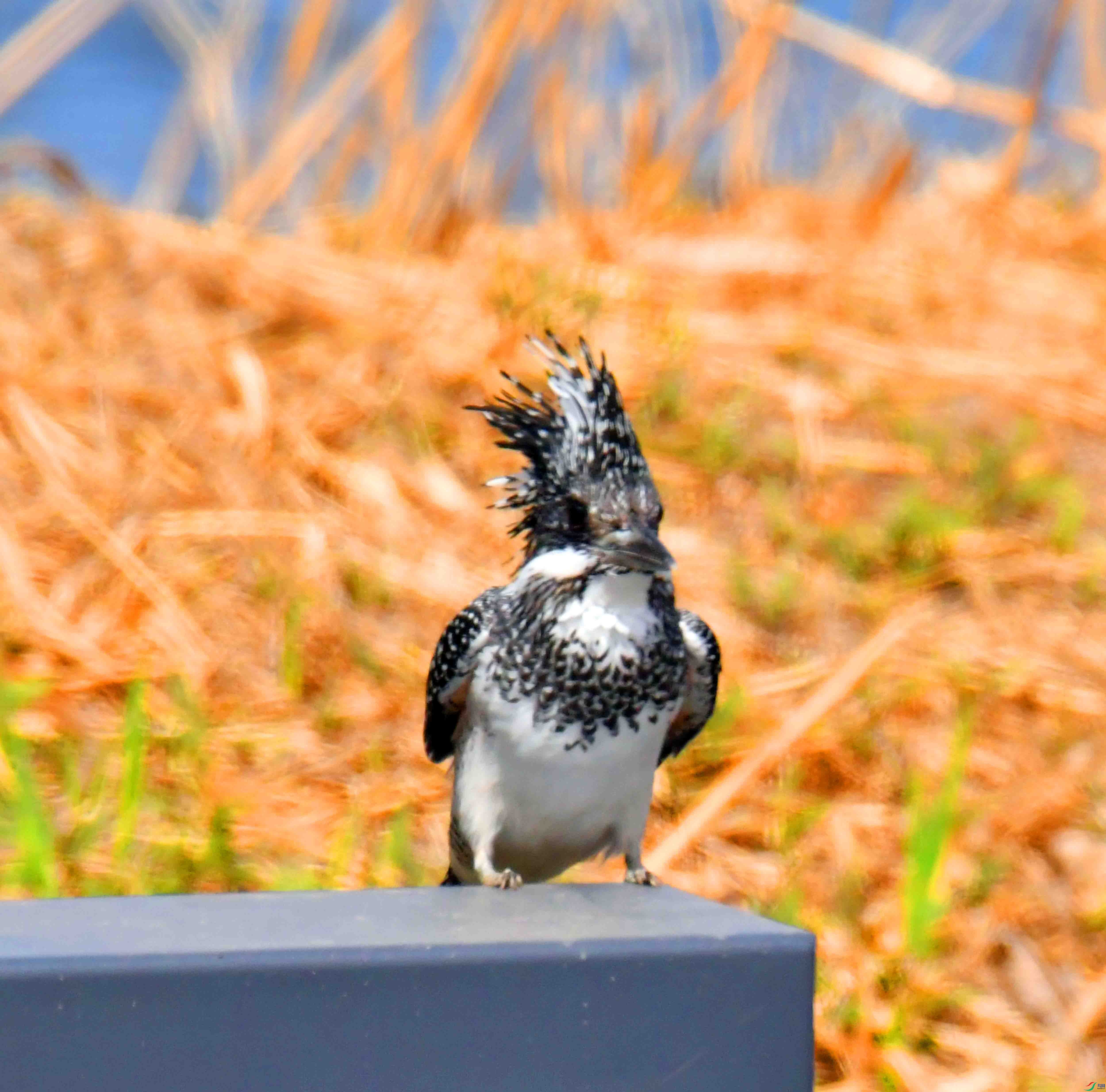 DSC_0059.JPG