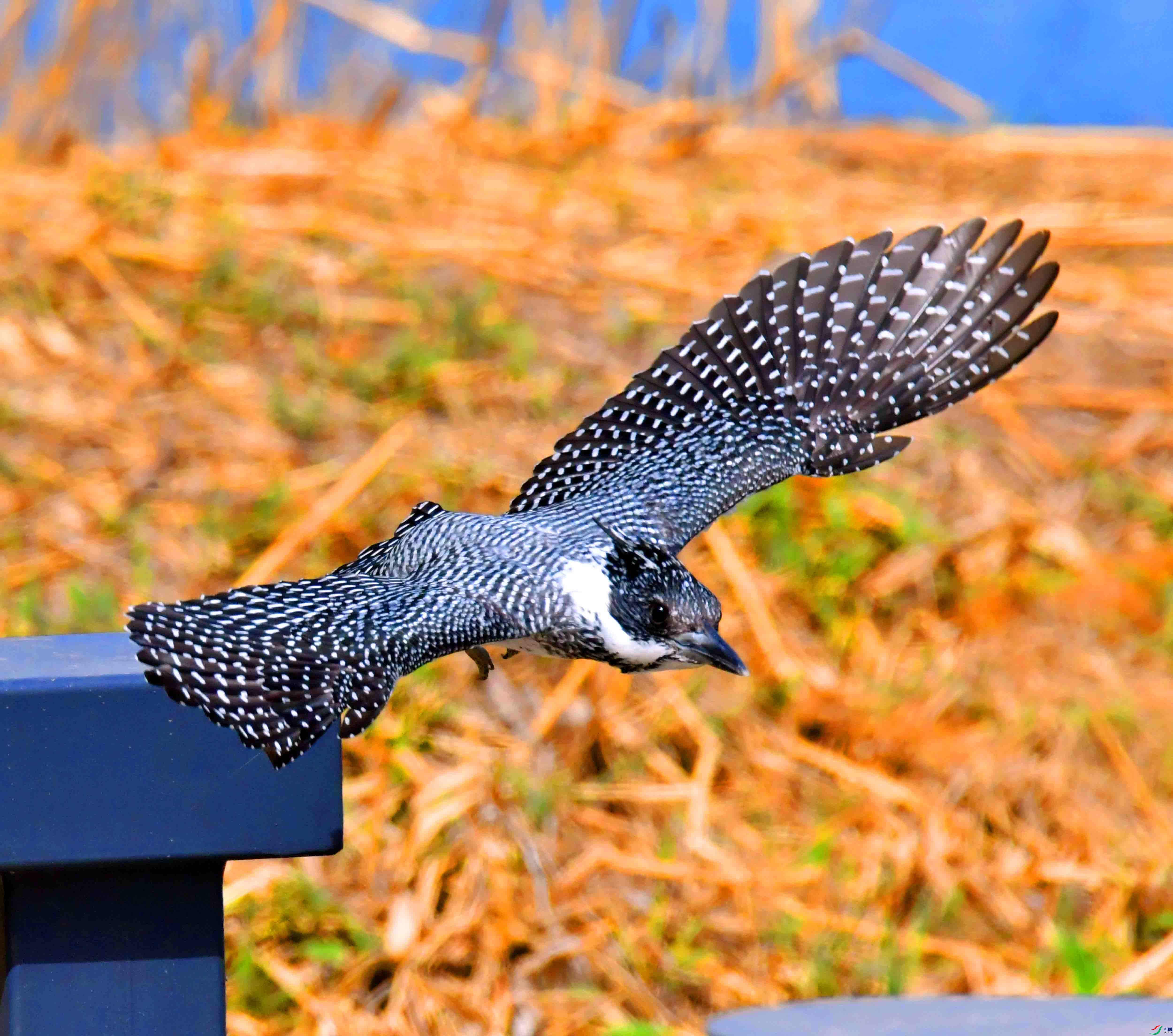 DSC_0061.JPG