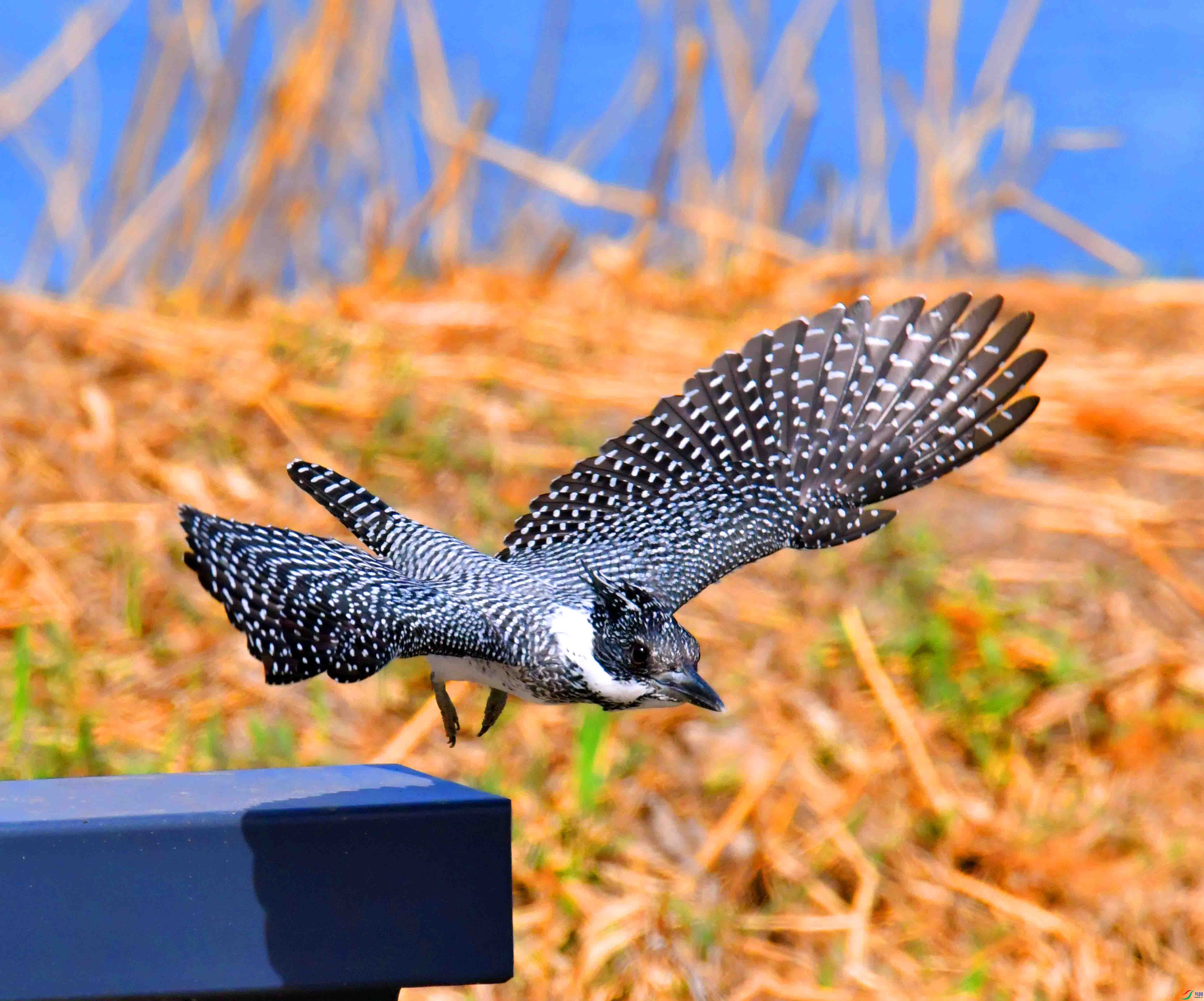 DSC_0060.JPG