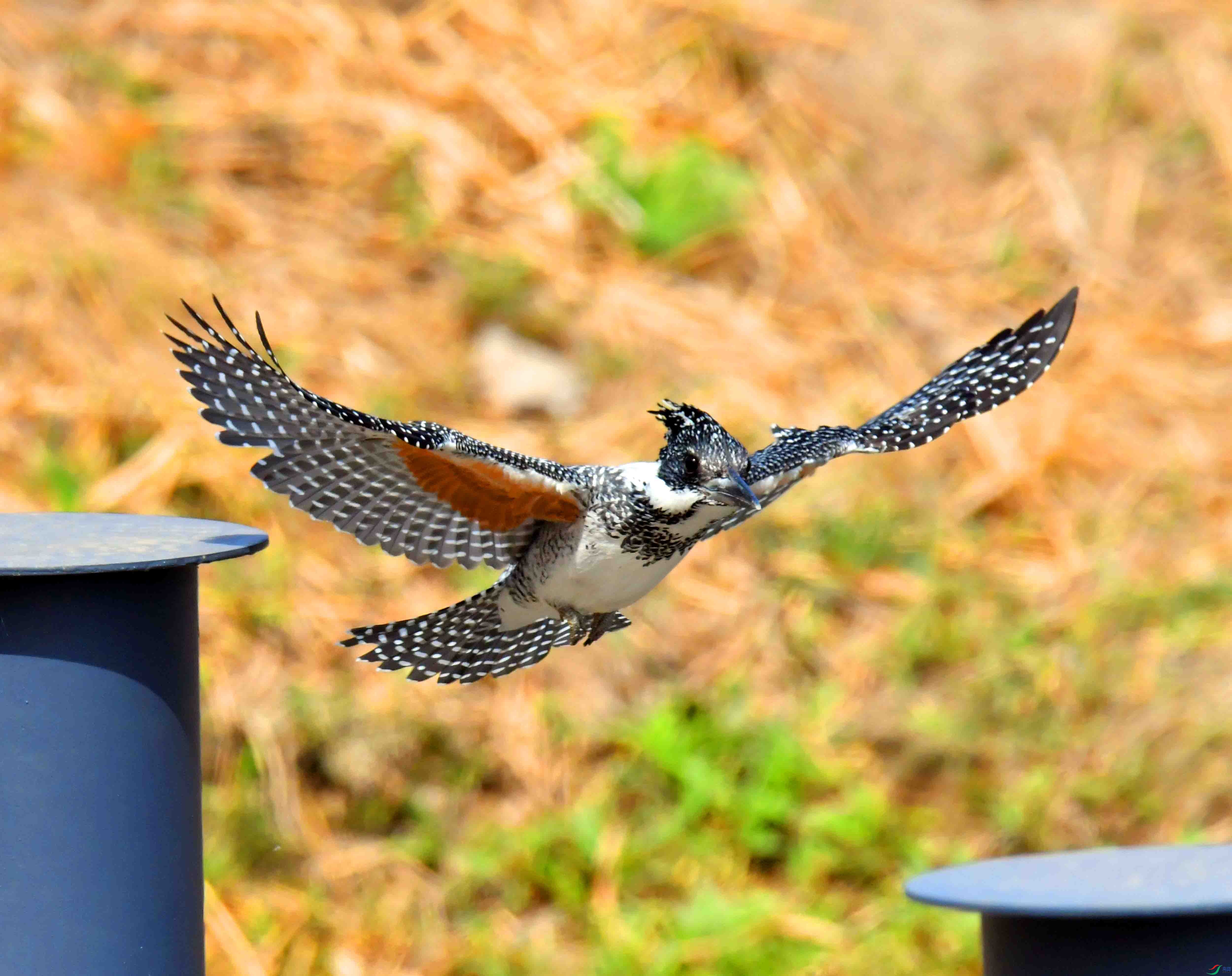 DSC_0063.JPG