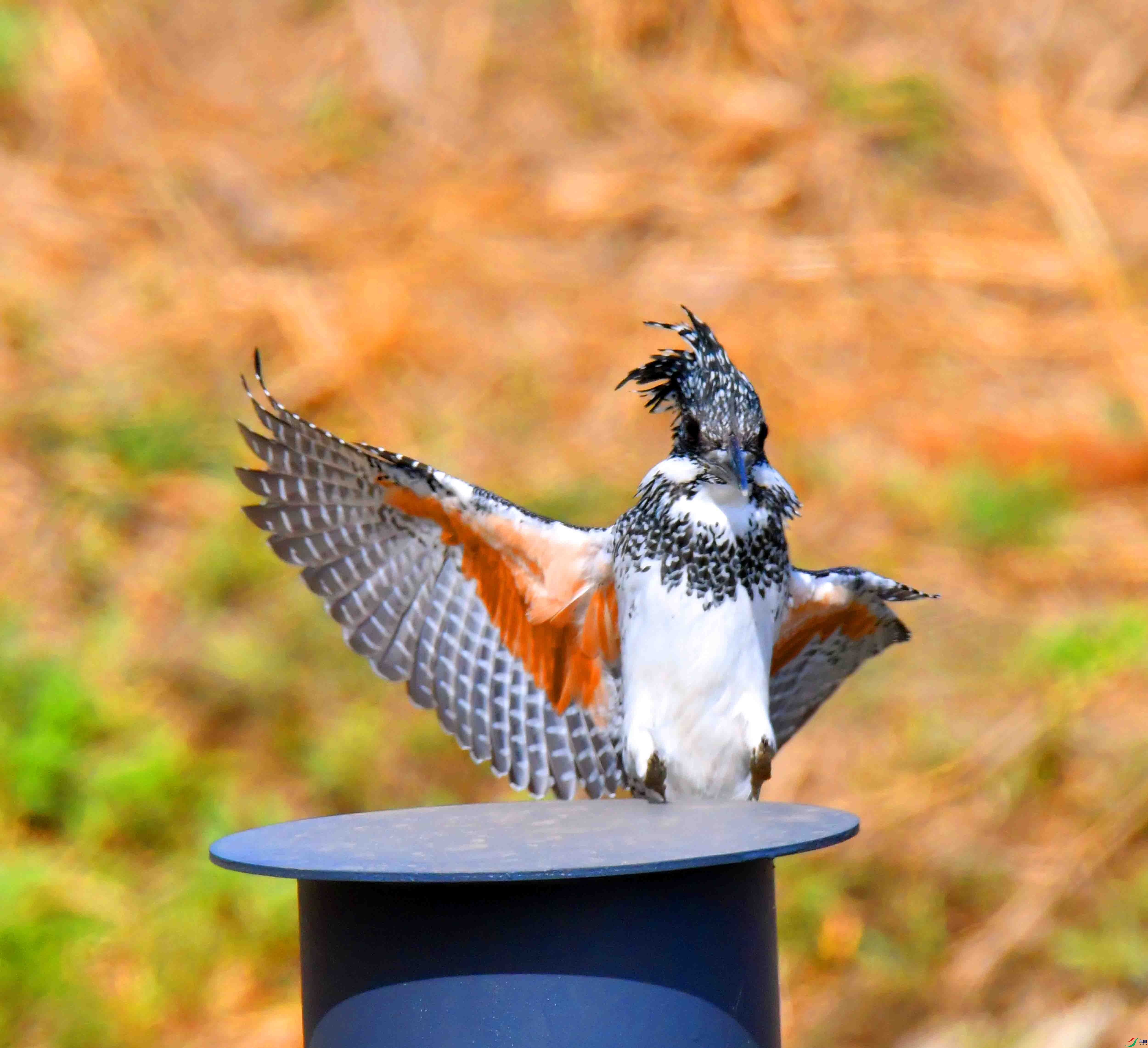 DSC_0066.JPG