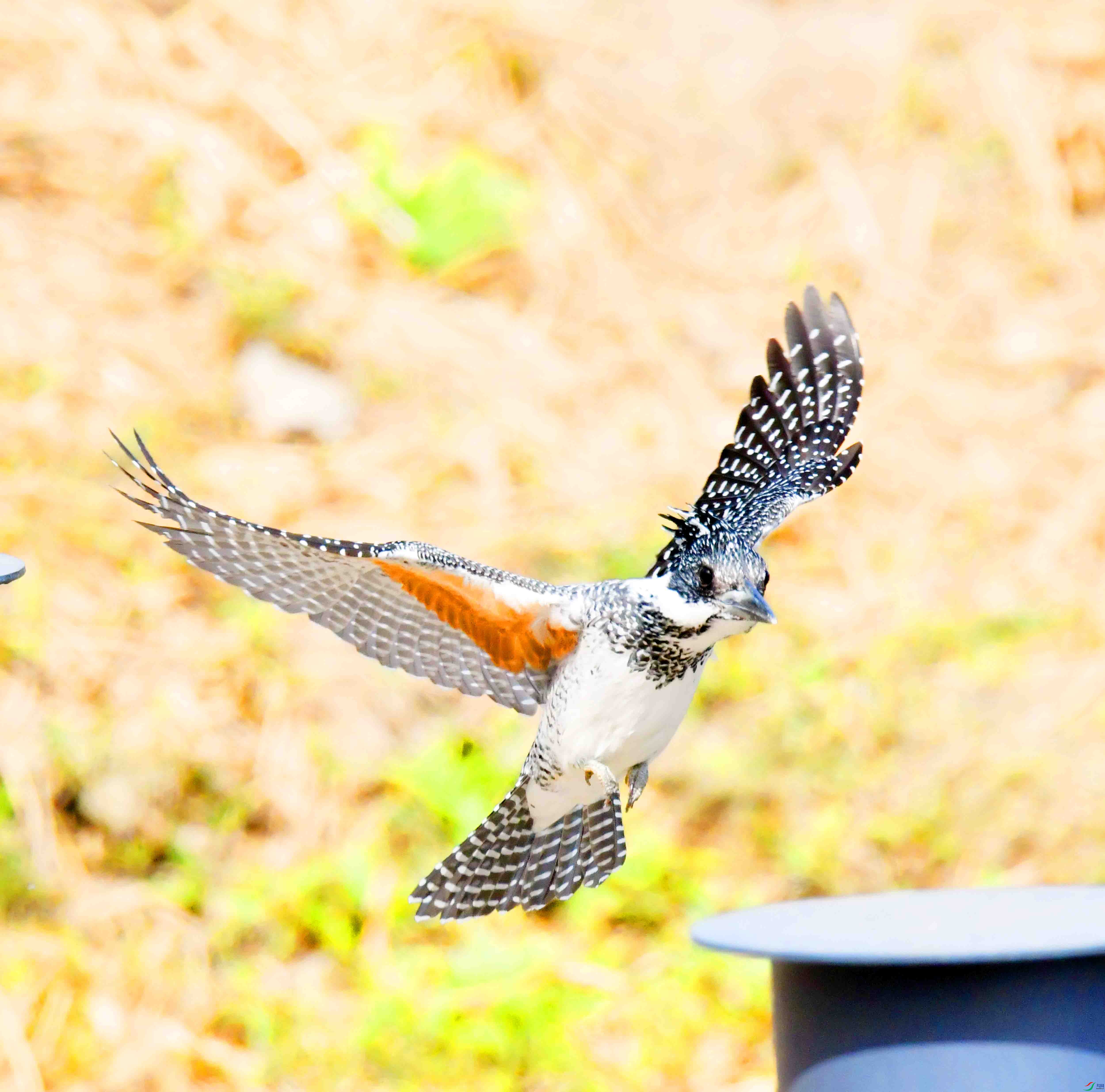 DSC_0064.JPG