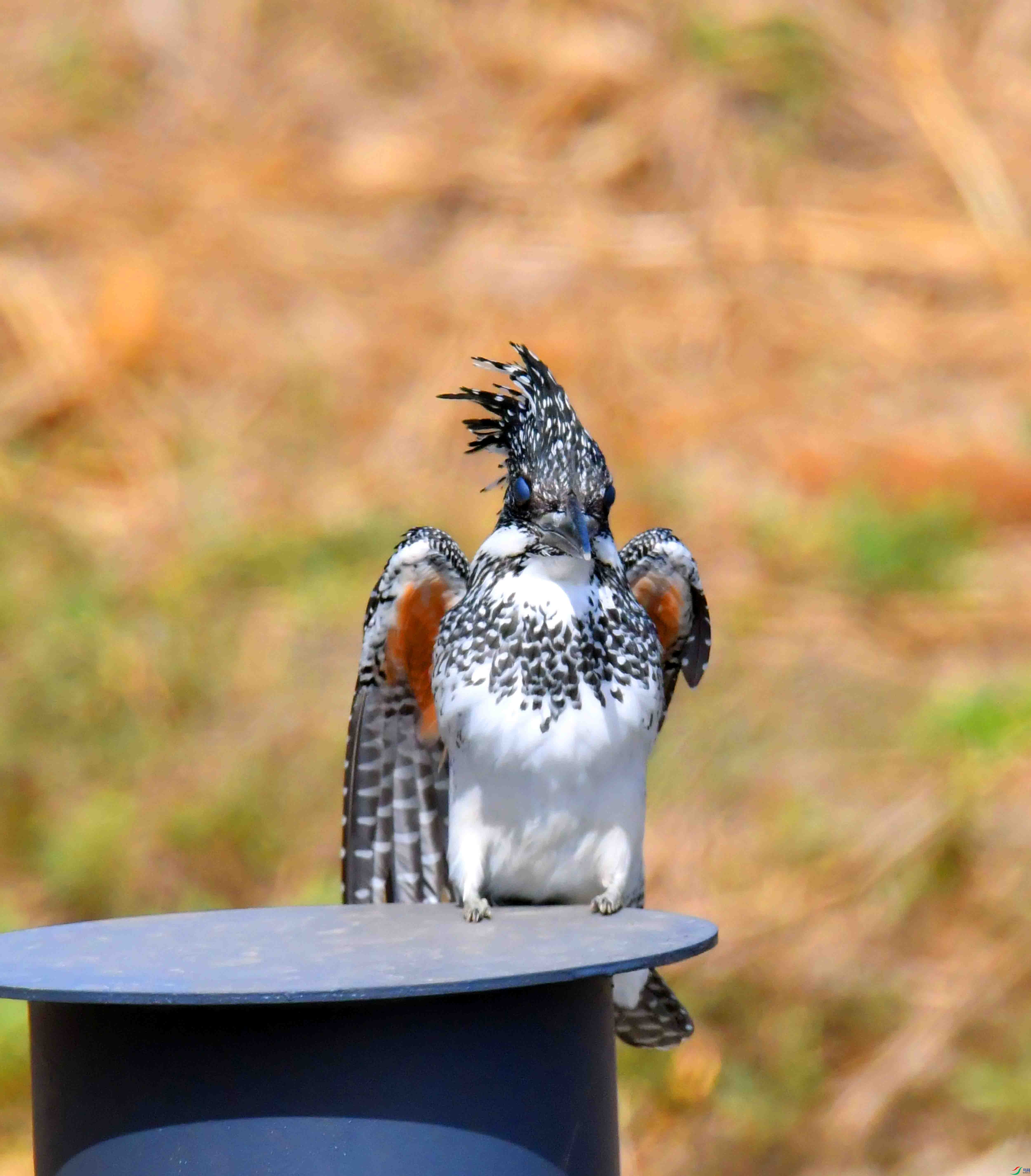 DSC_0067.JPG