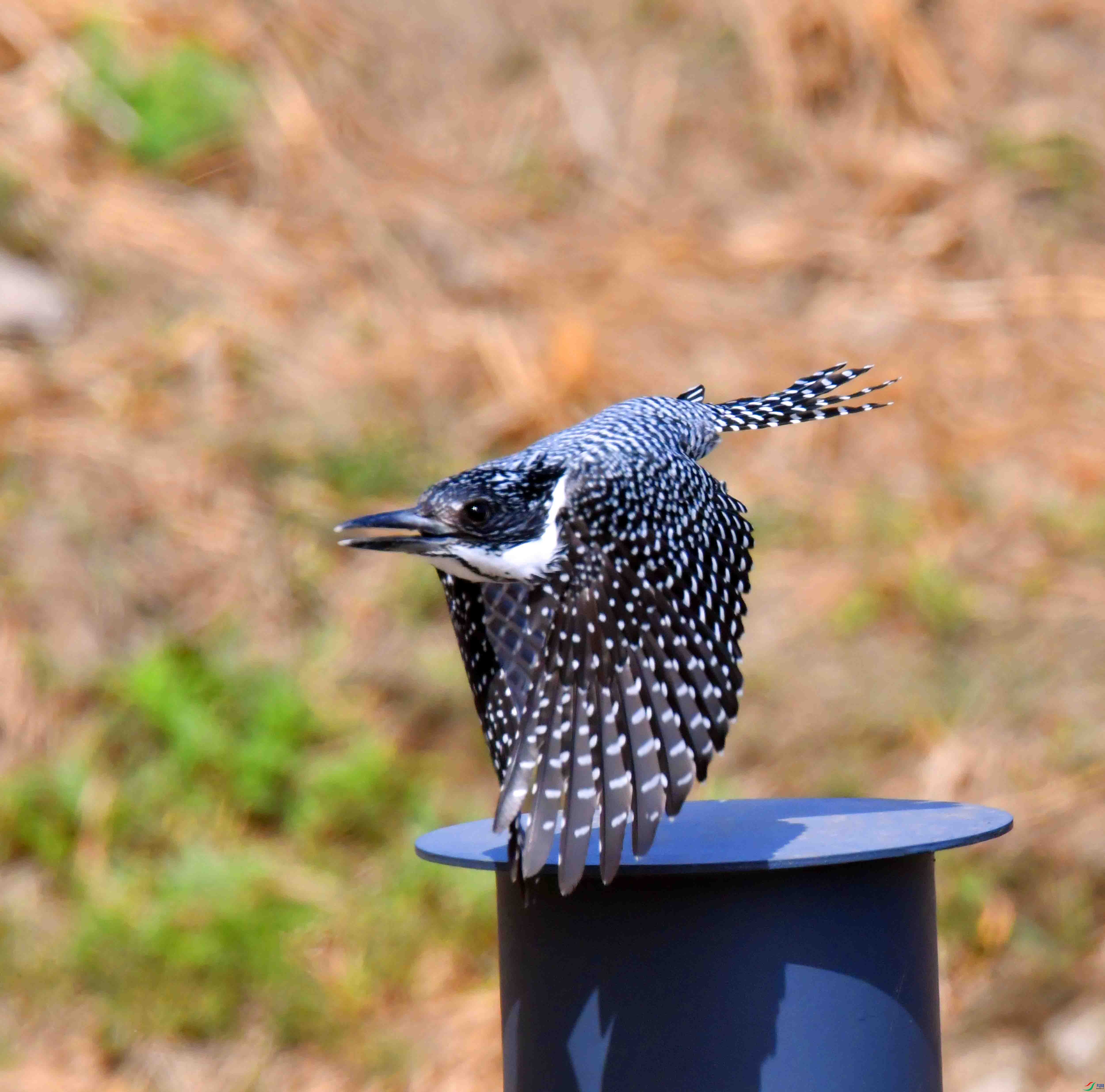 DSC_0071.JPG