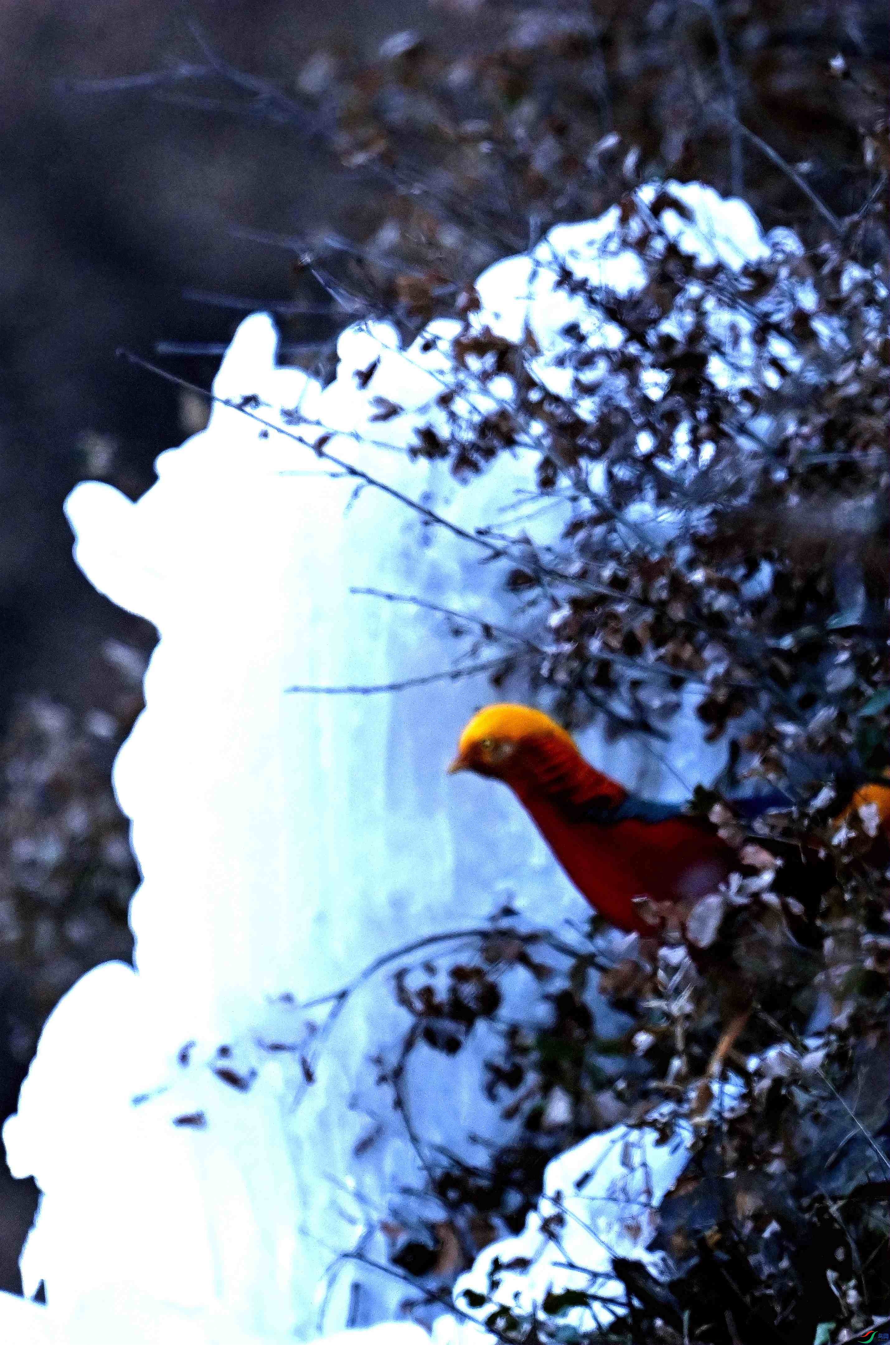 DSC_1810.JPG