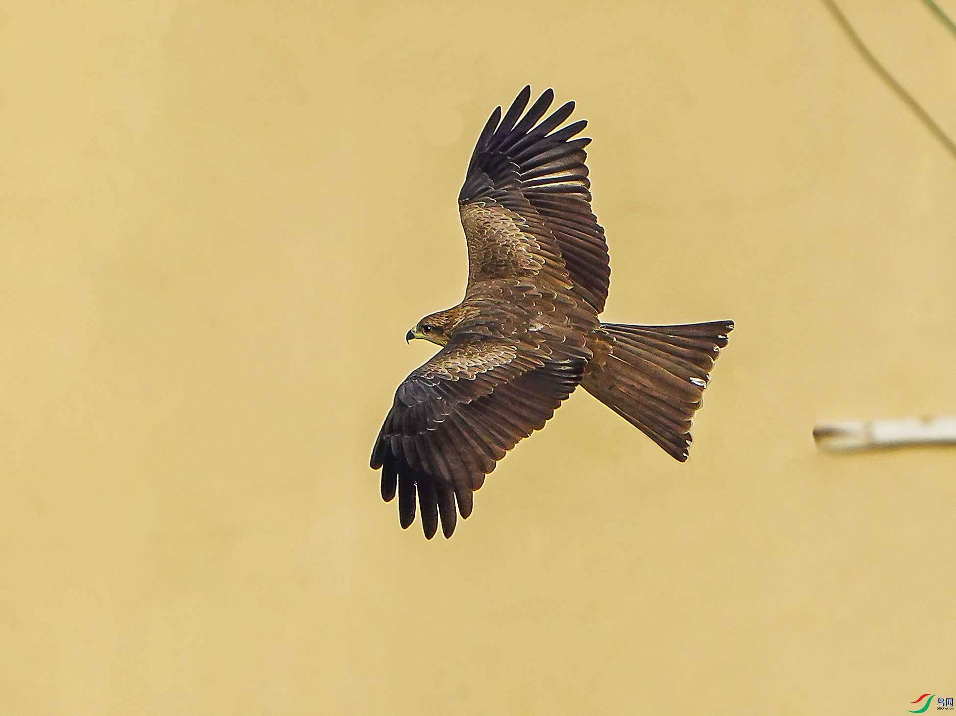DSC09068-6x.jpg
