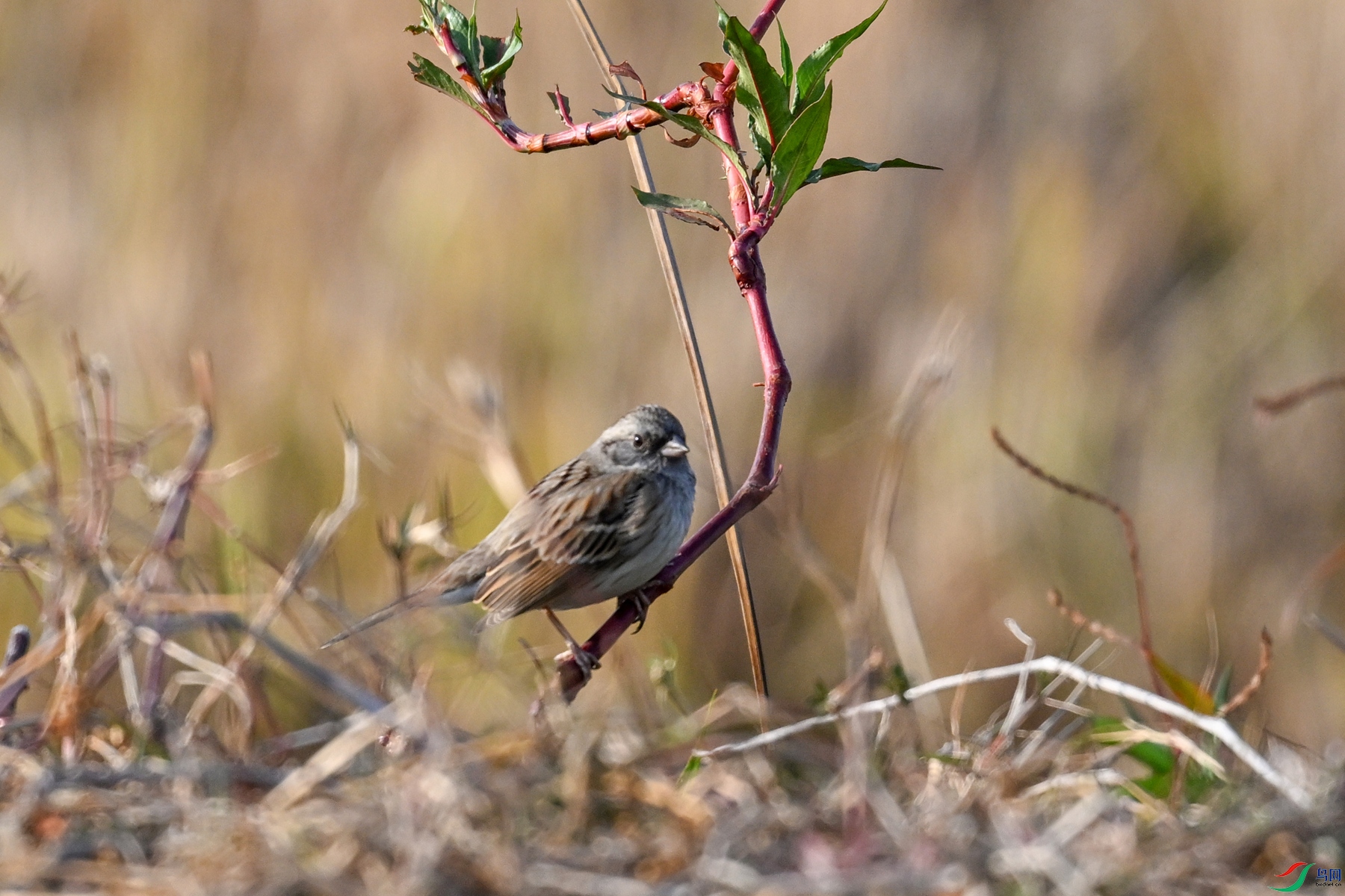 DSC_8257.JPG