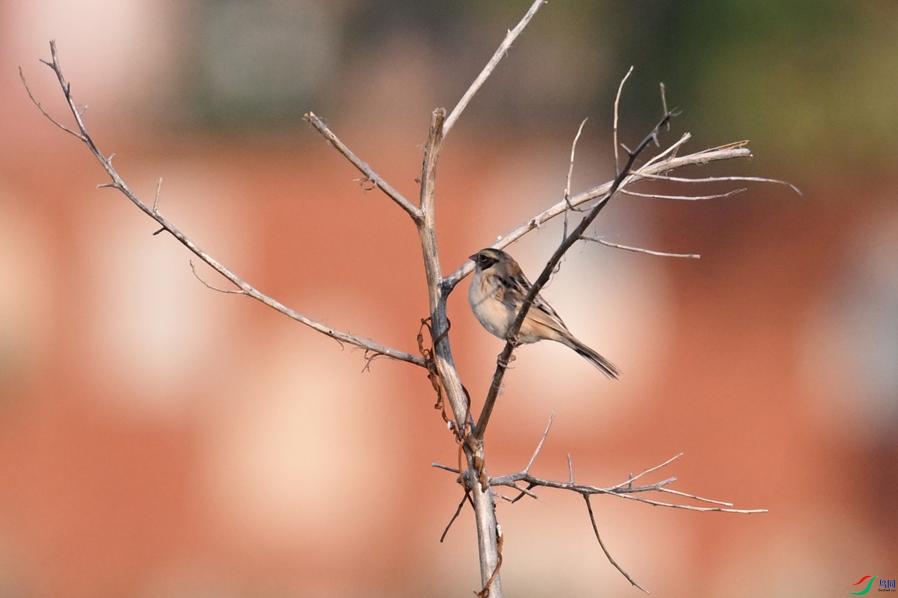 DSC_8268.JPG