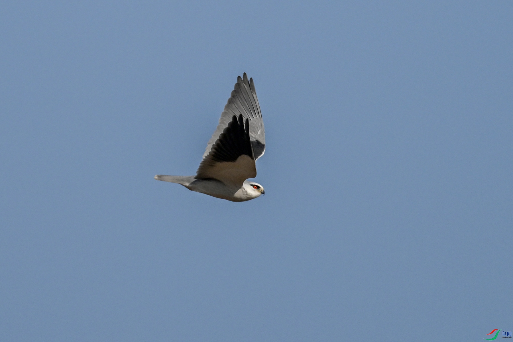 DSC_8246.JPG