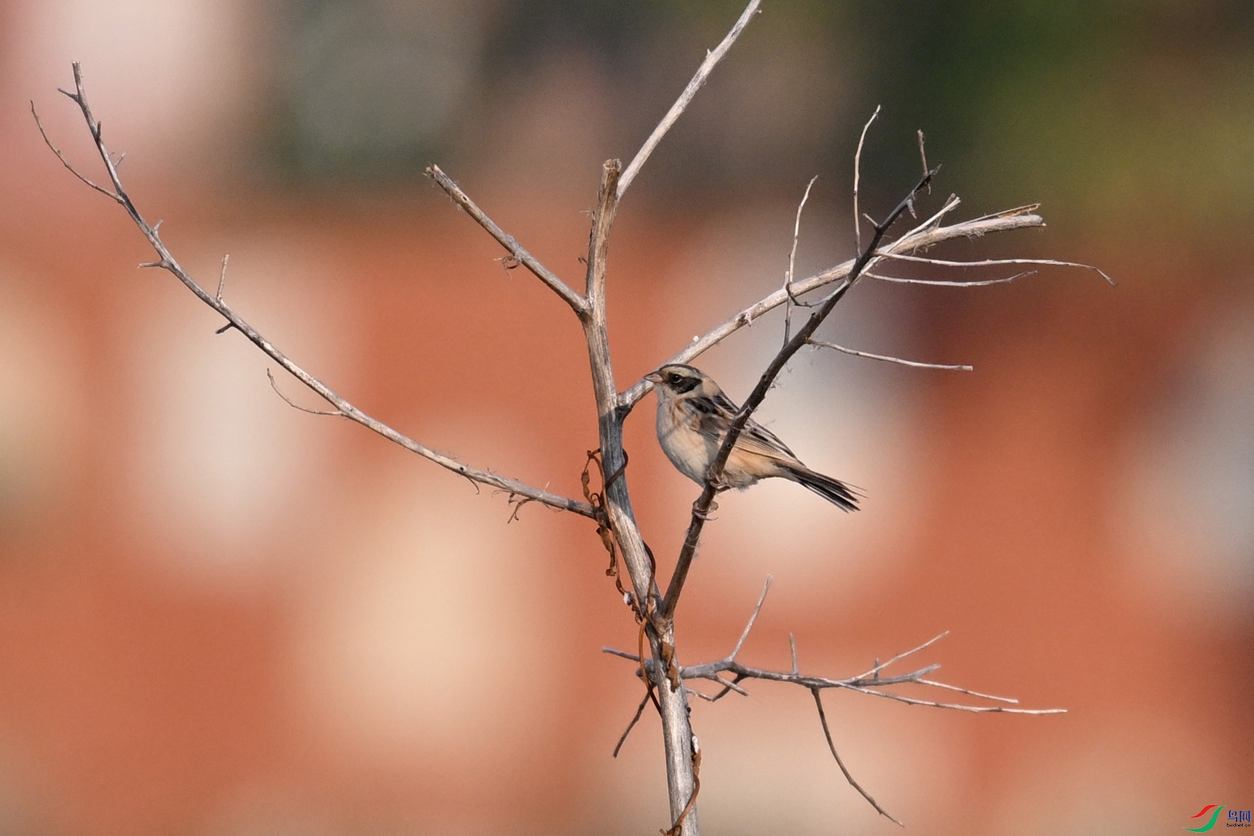 DSC_8270.JPG