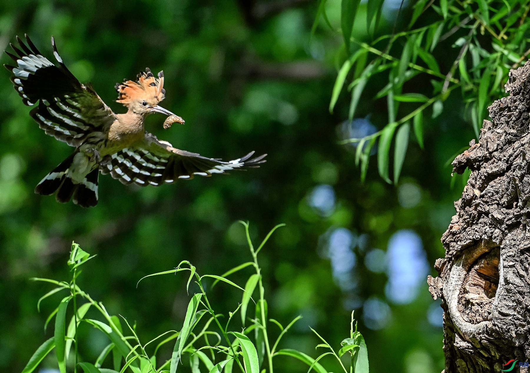 DSC_9404��ʳ��.jpg