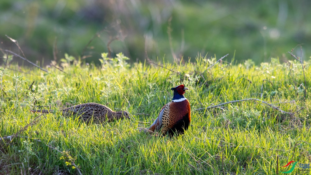 DSC_8088.jpg