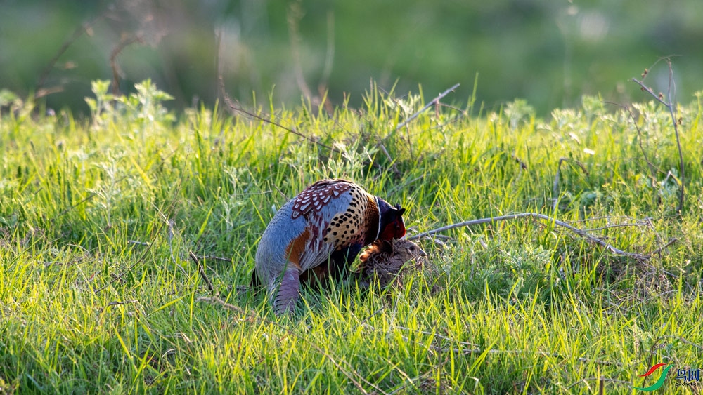 DSC_8101.jpg