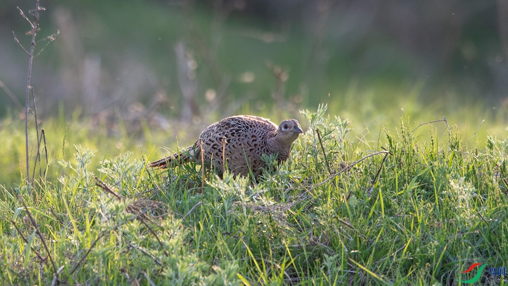 DSC_8126.jpg