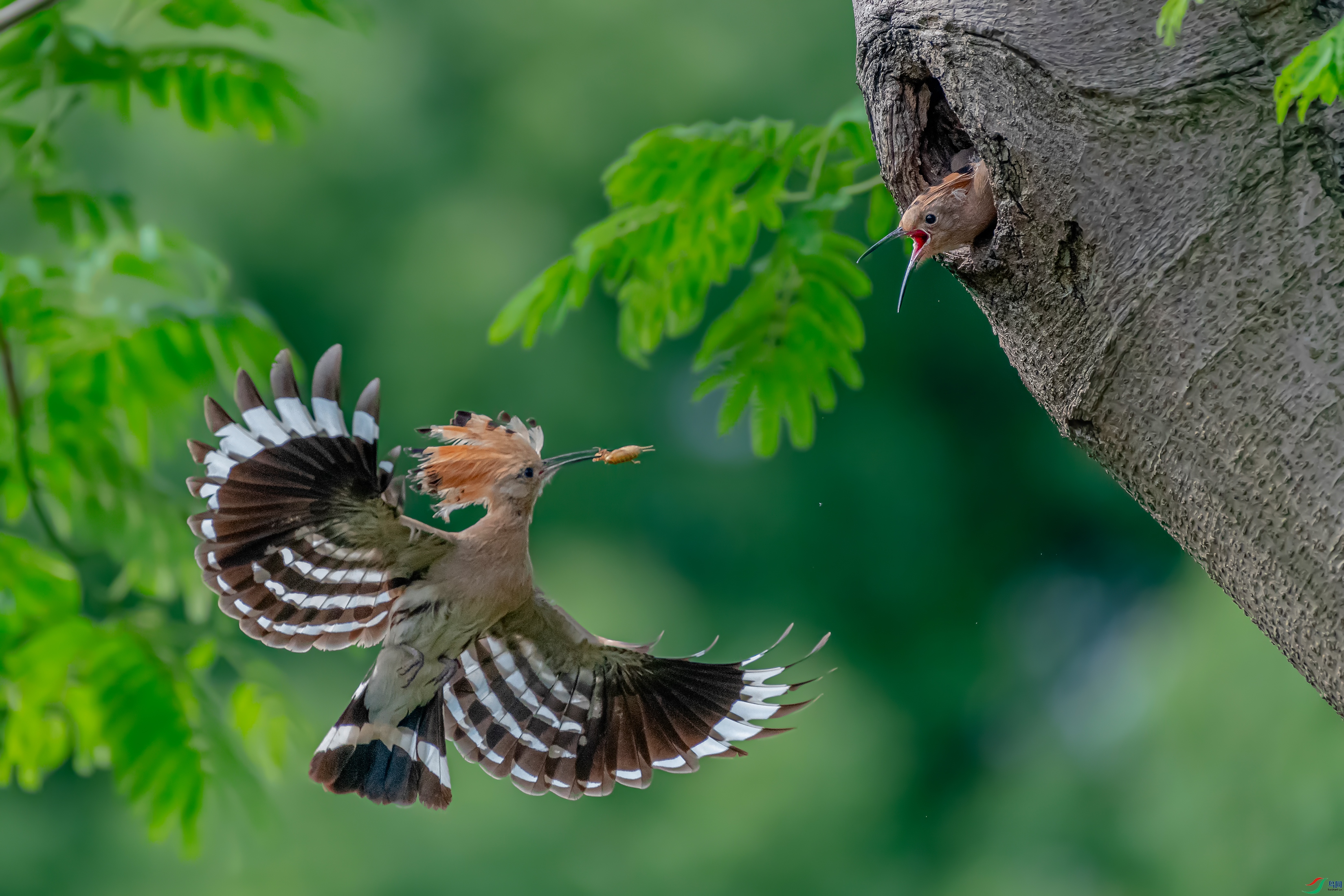 DSC_6157AB.jpg