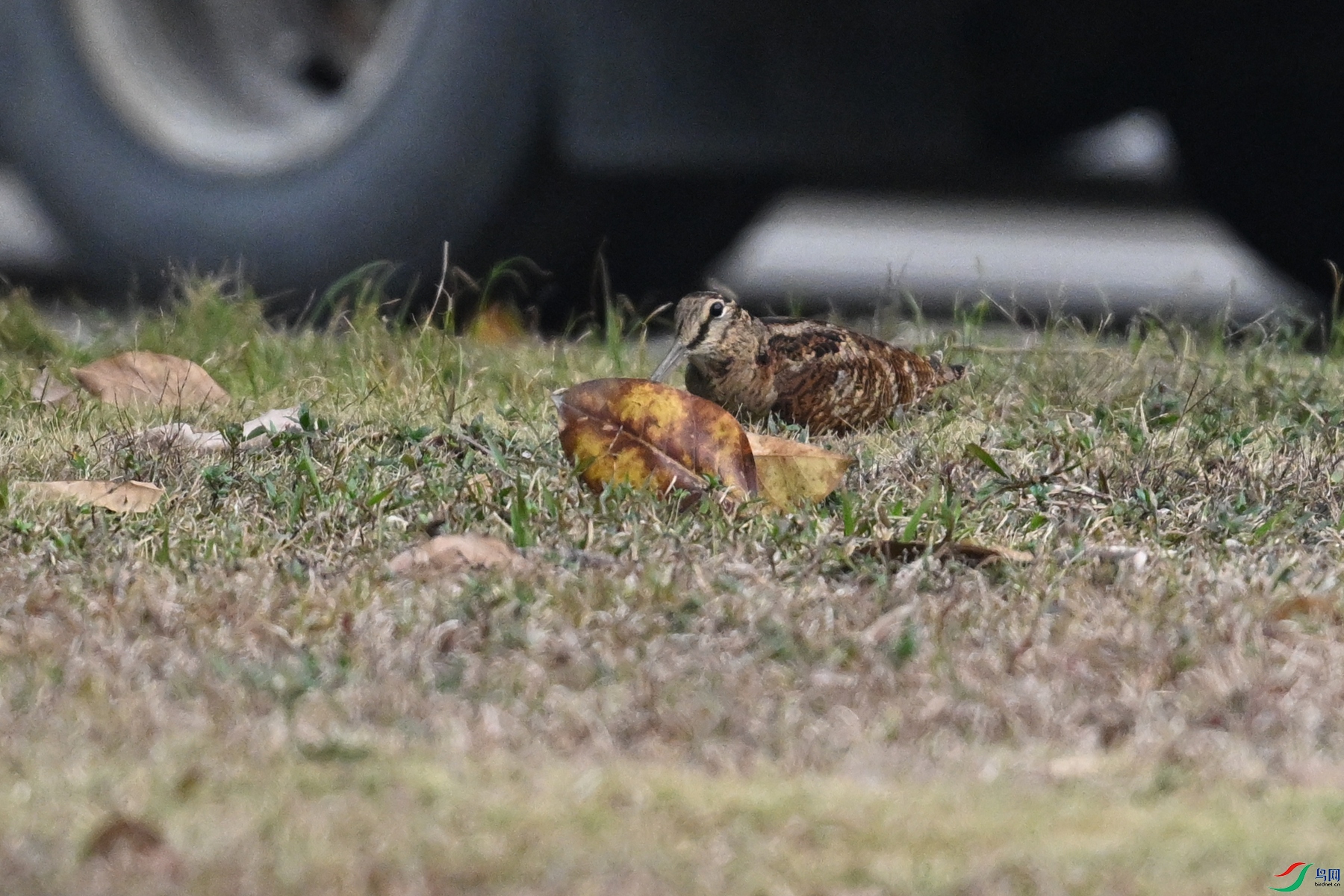 DSC_8278.JPG