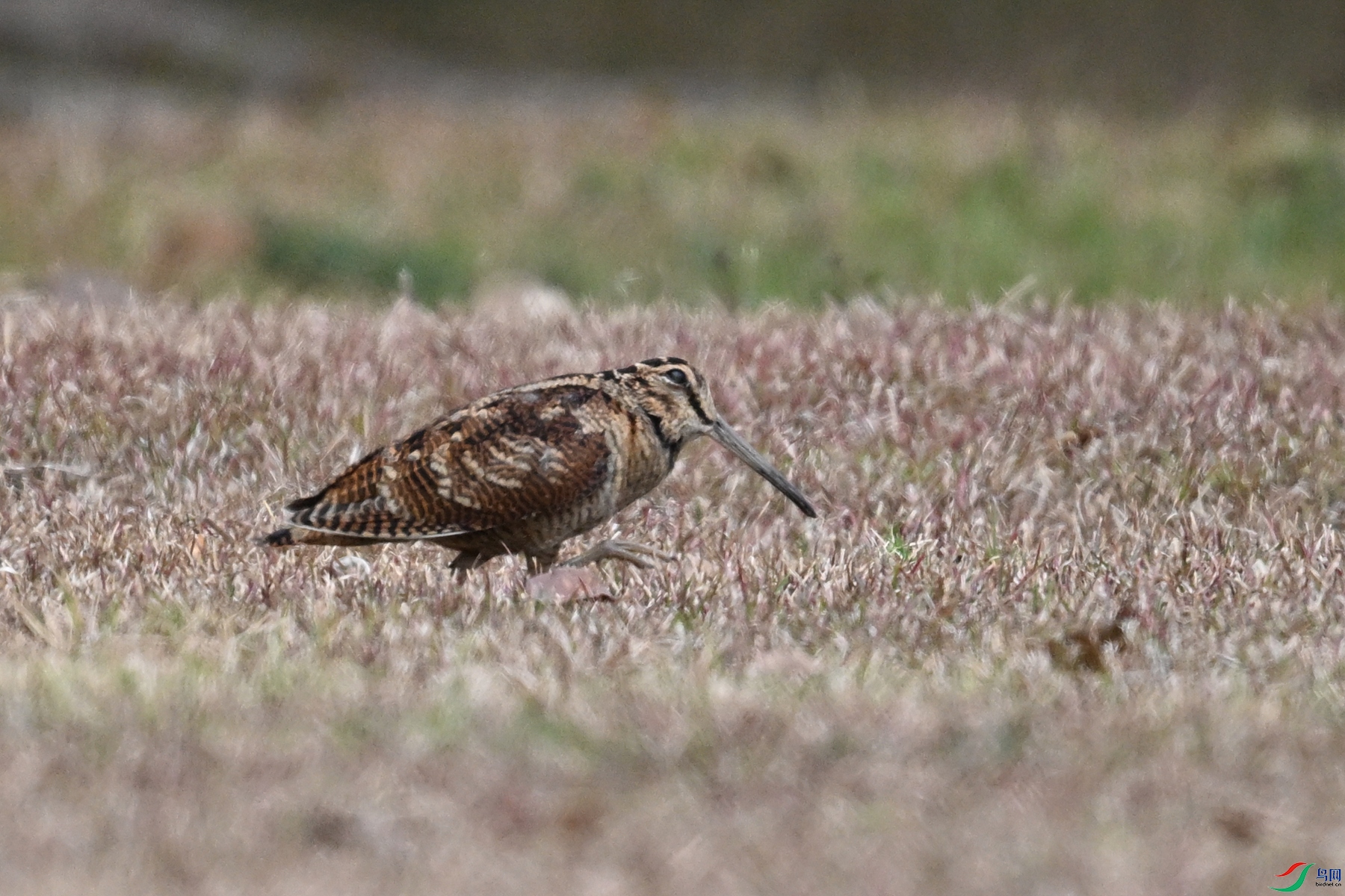 DSC_8313.JPG