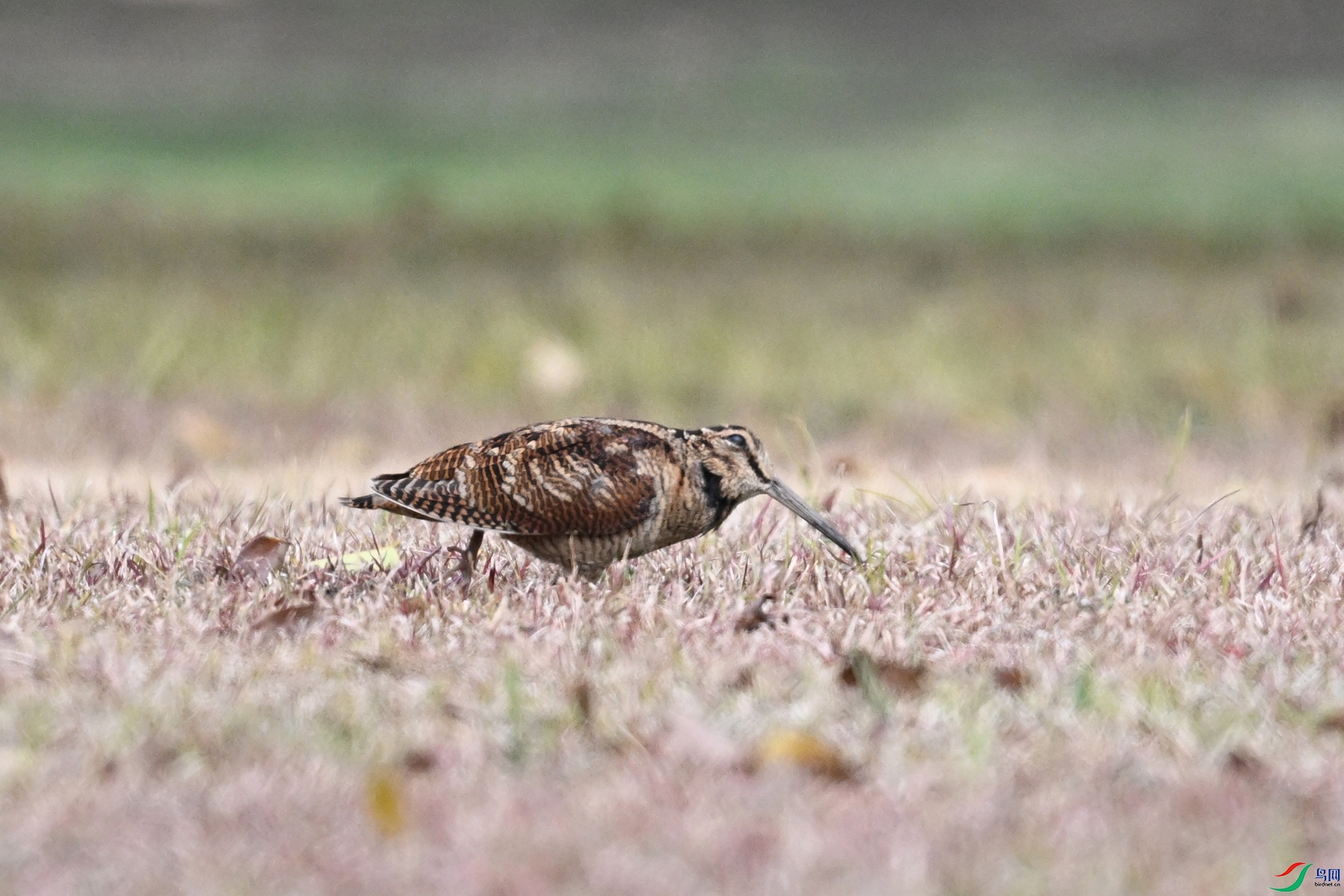 DSC_8321.JPG