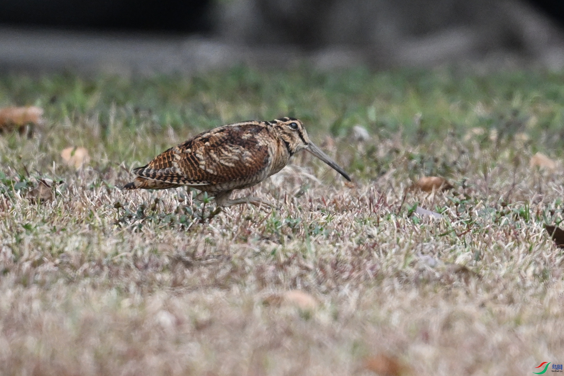 DSC_8300.JPG