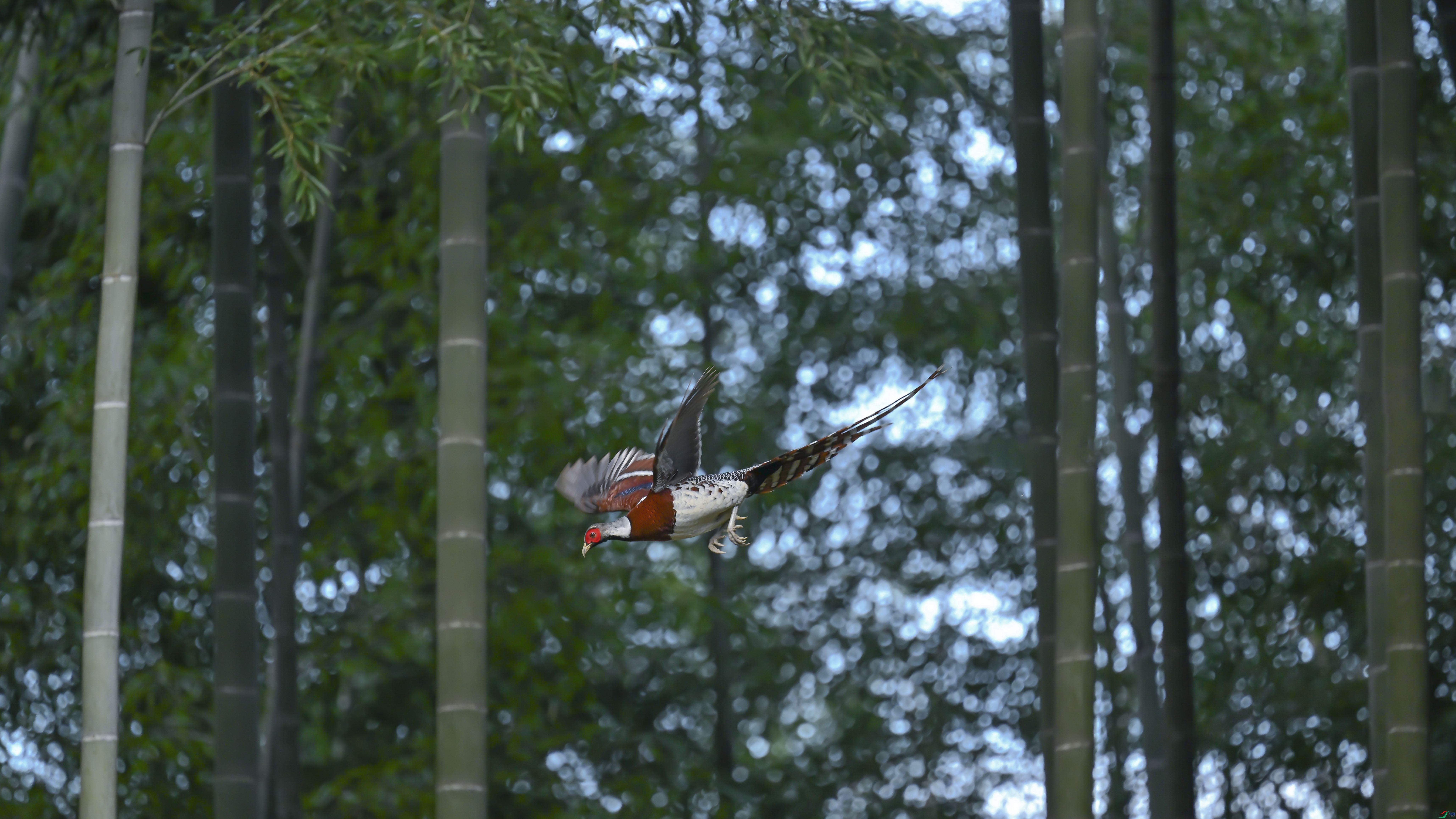 DSC_9042_����.jpg