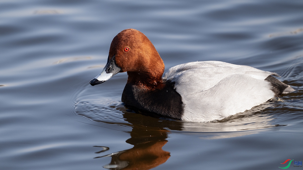 DSC_4175--.jpg