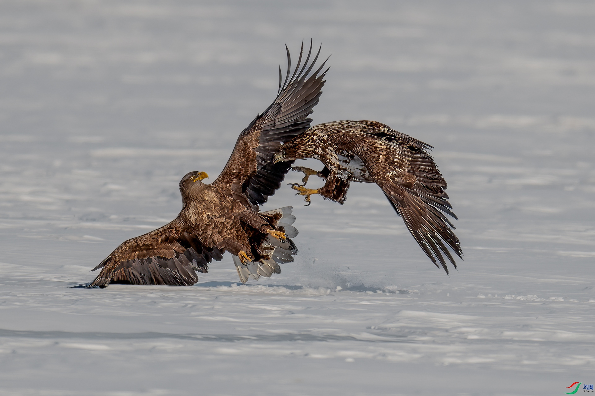 DSC_2221-A500.jpg