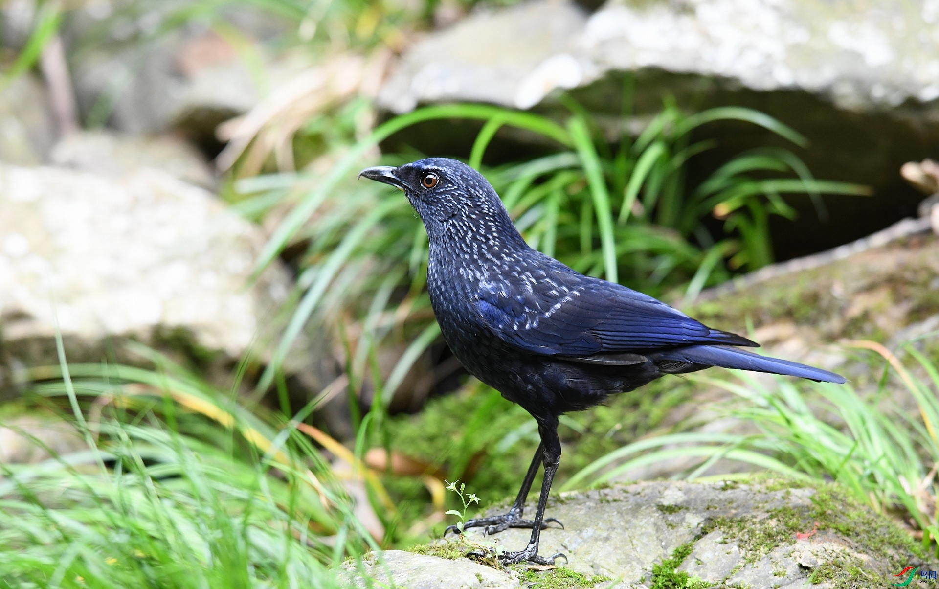 DSC_5727.jpg